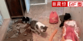 一些搞笑的动态图~(决定了,从今天起赚金豆!
