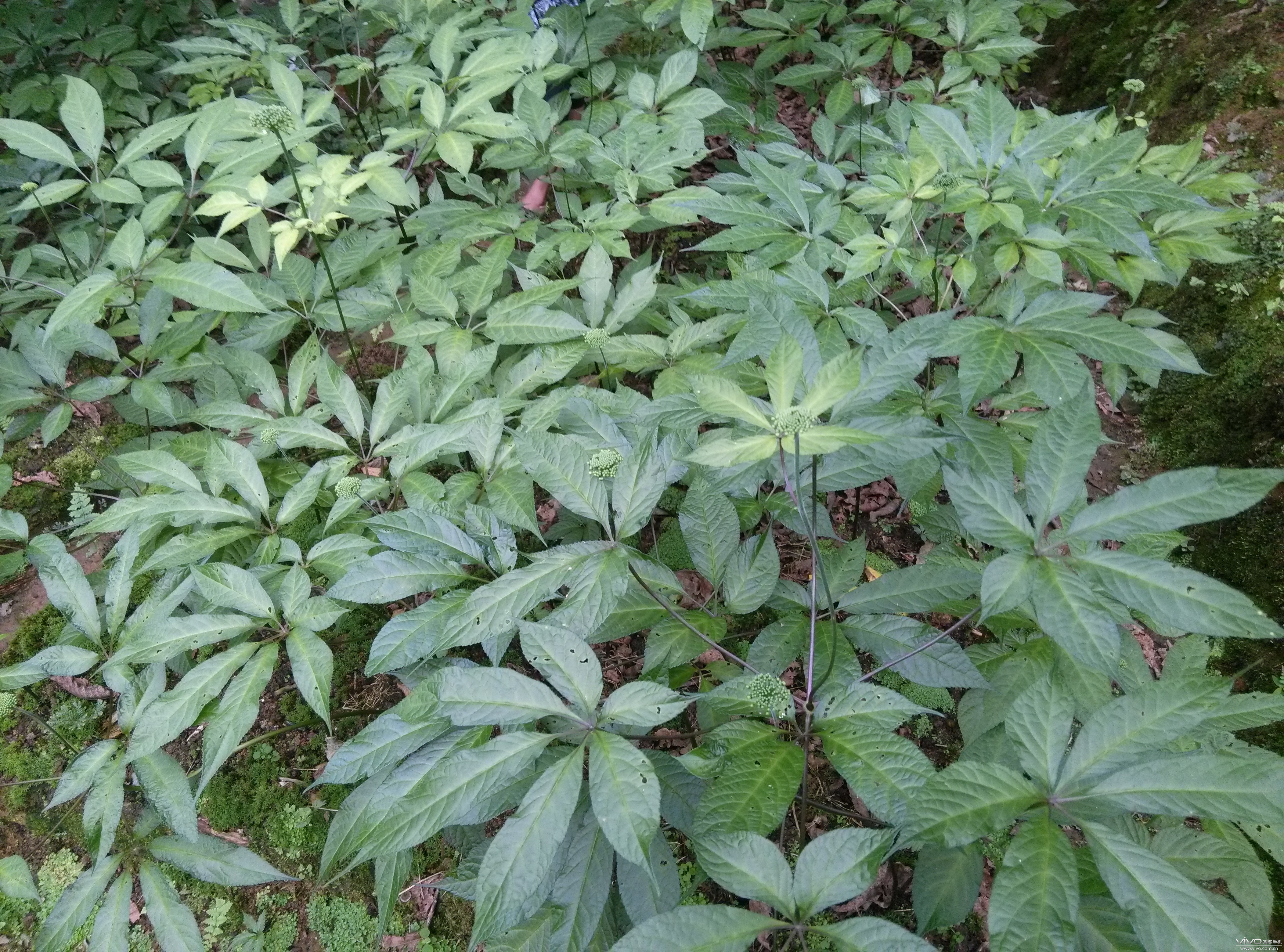 人工养殖野生三七