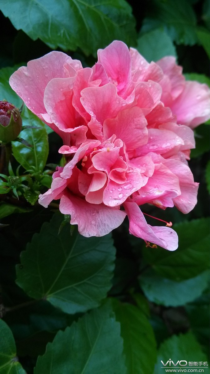 雨后用xplay拍的花朵,惊艳了,谁还信这是手机拍的.