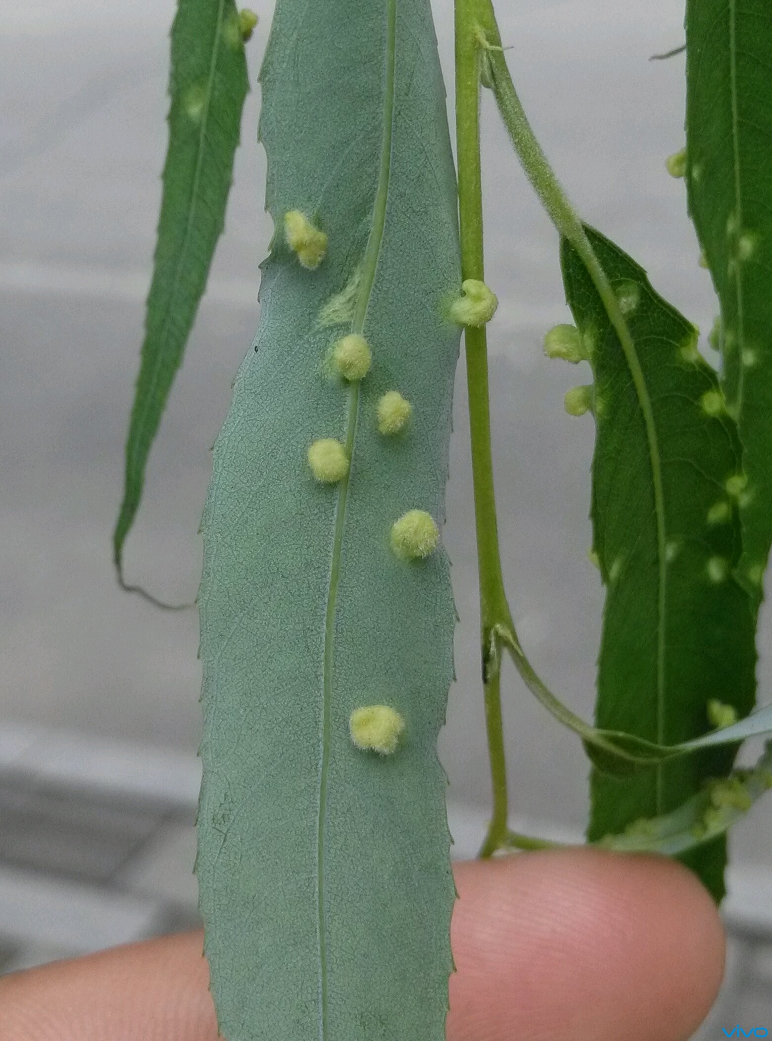 柳树叶子怎么了,生病了吗?-V粉家园-vivo智能手