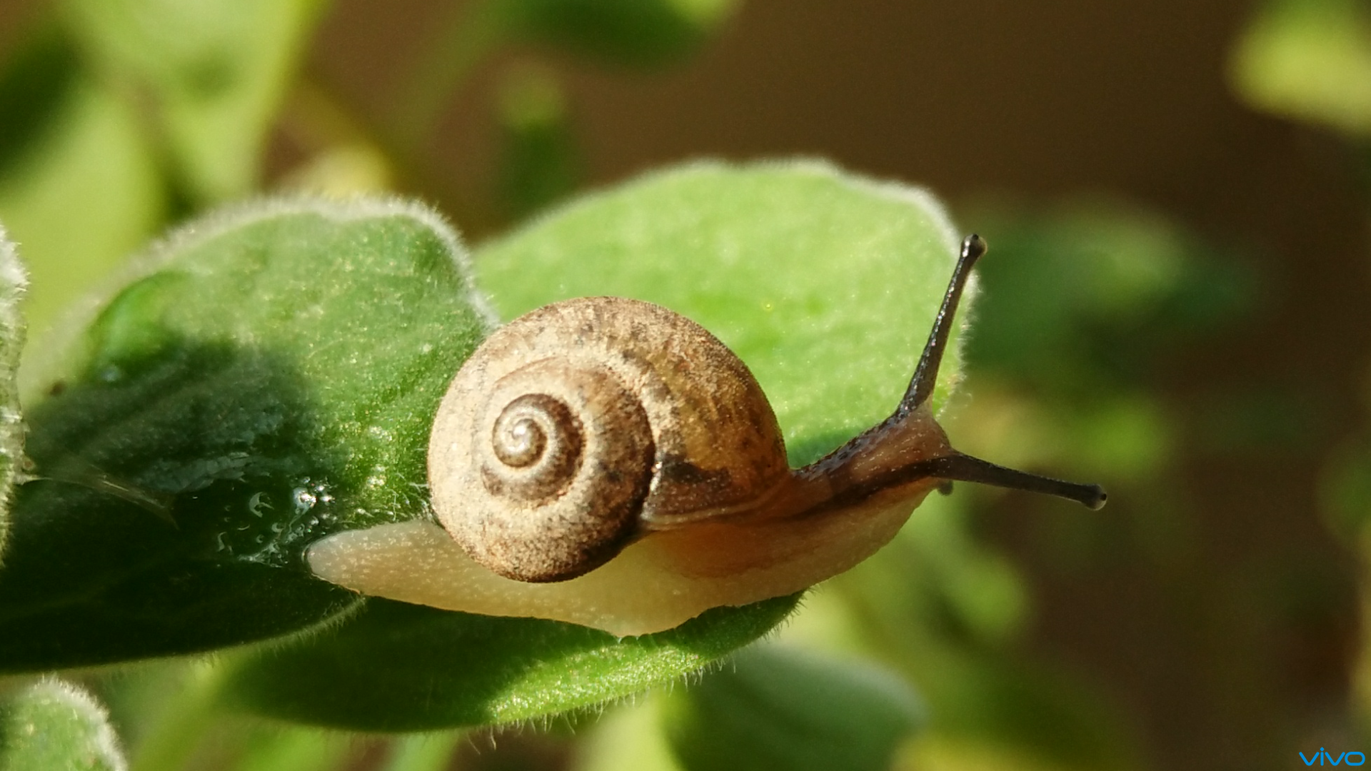 【xshot】一只蜗牛的精彩世界