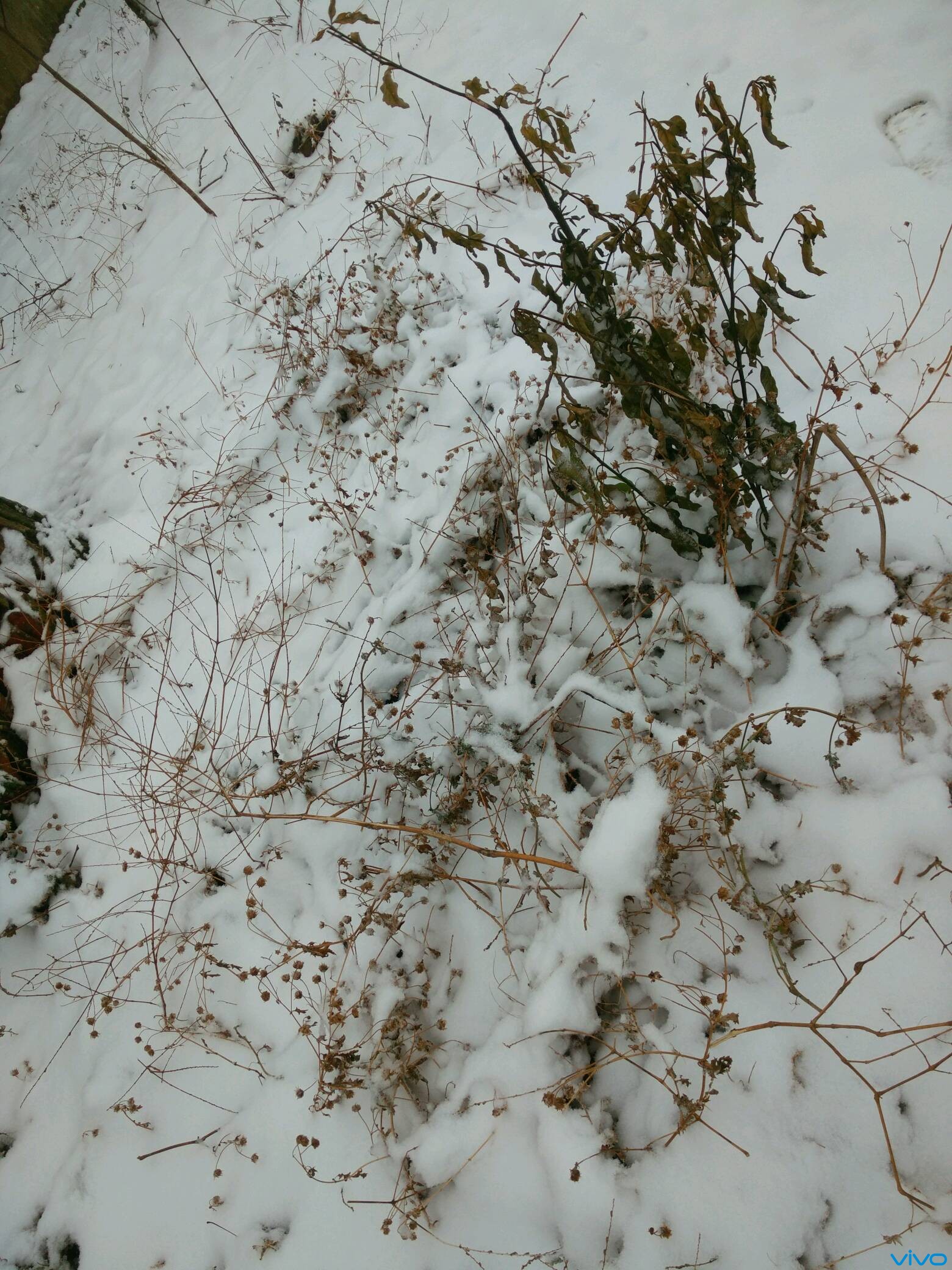 枯萎的野草