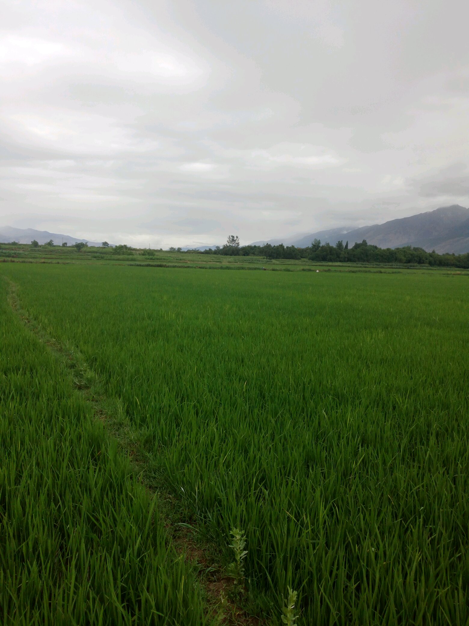 下雨天的田野