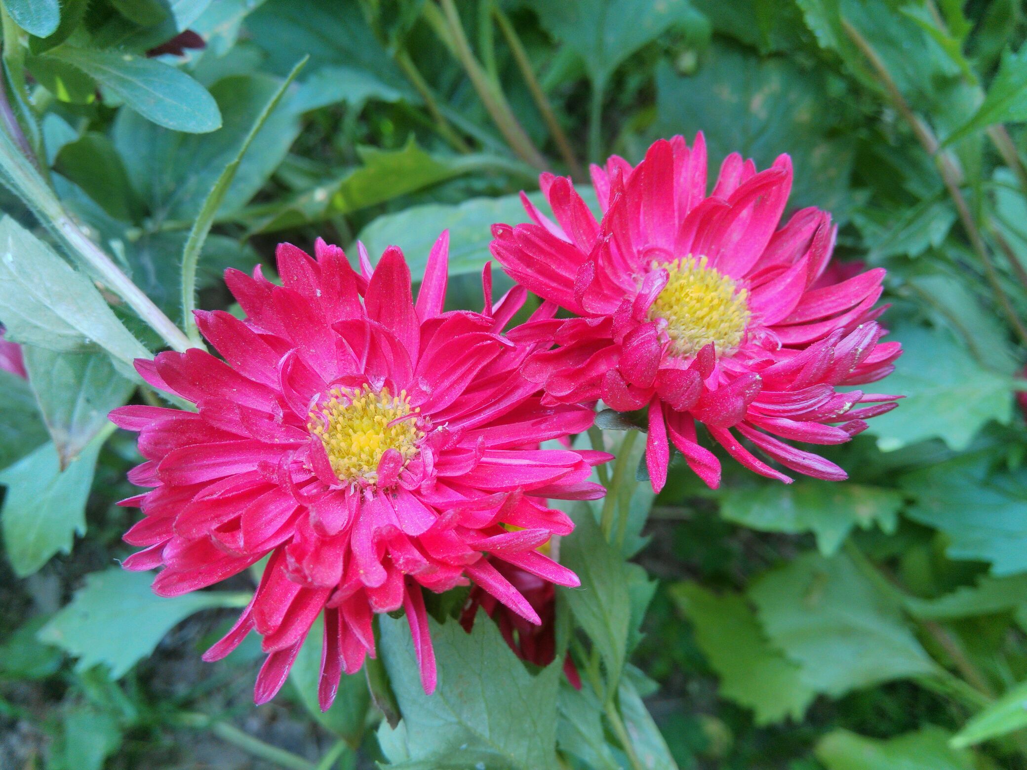 【xpaly】七月,菊花盛开的季节