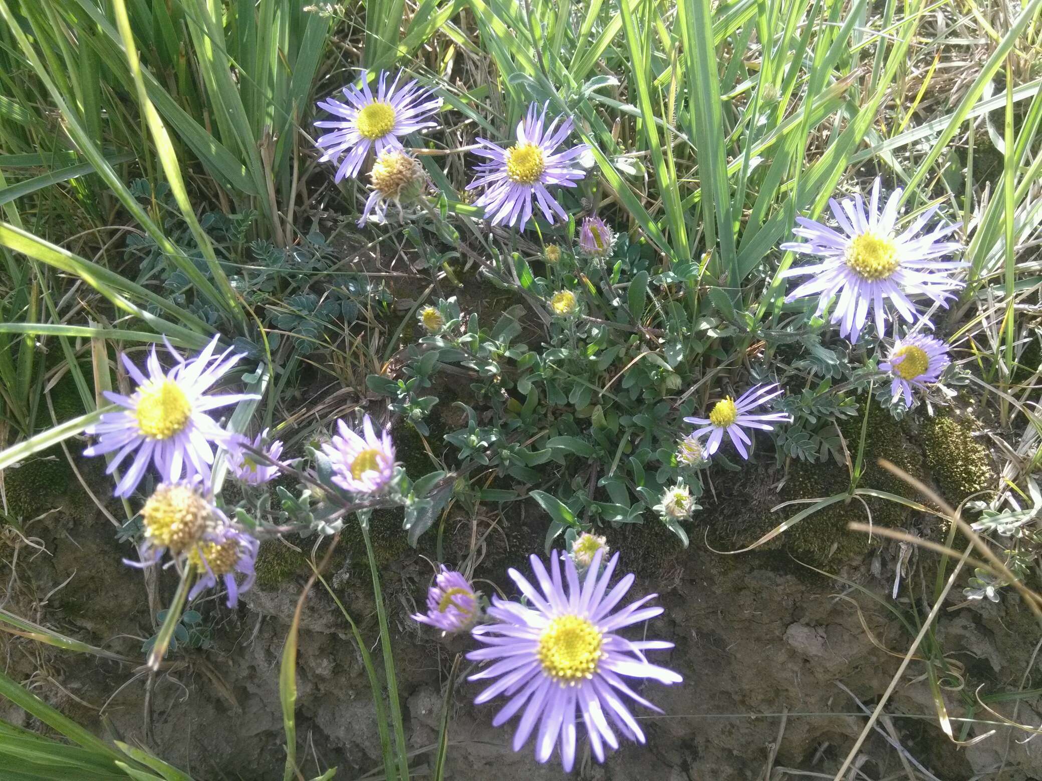 秋天的野花