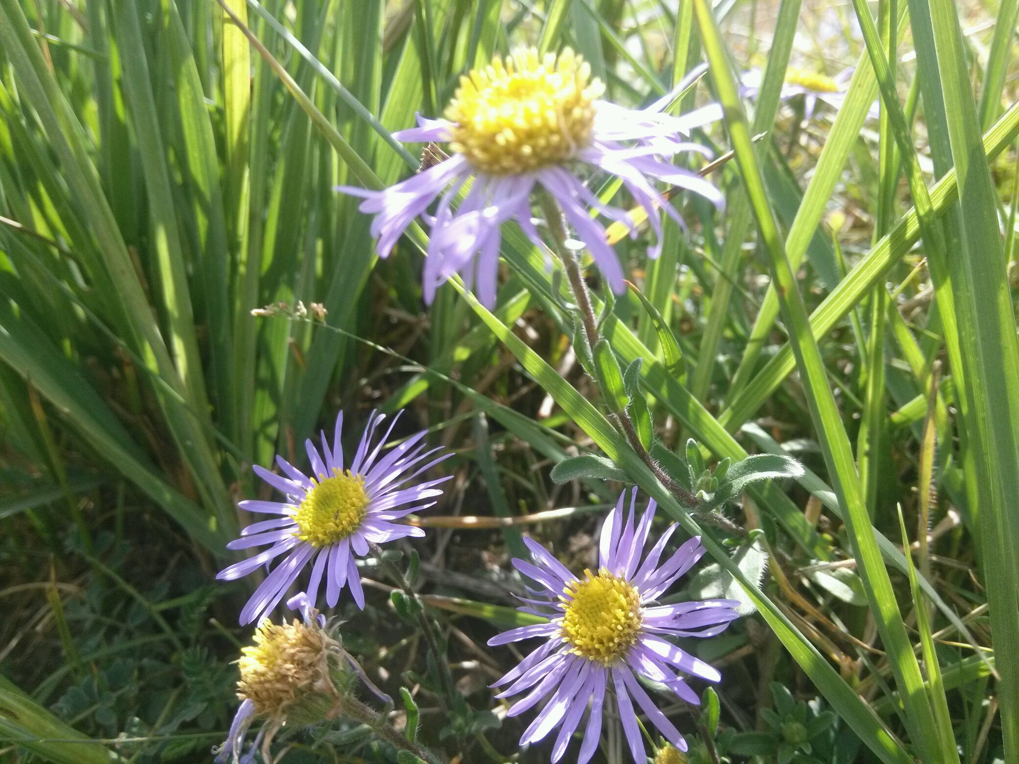 秋天的野花