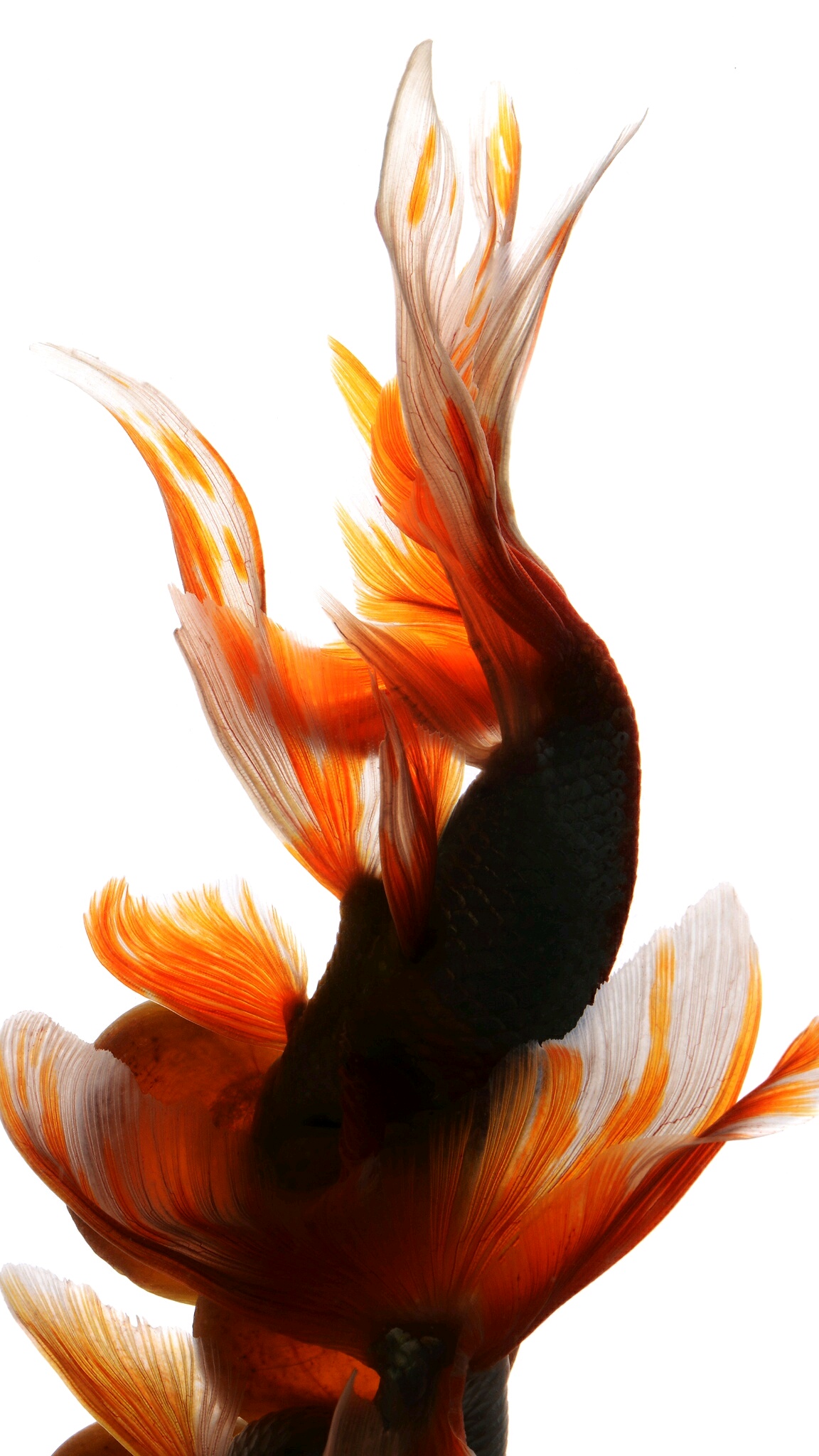 【iPhone6s 斗鱼全套壁纸】-资源分享-vivo智能