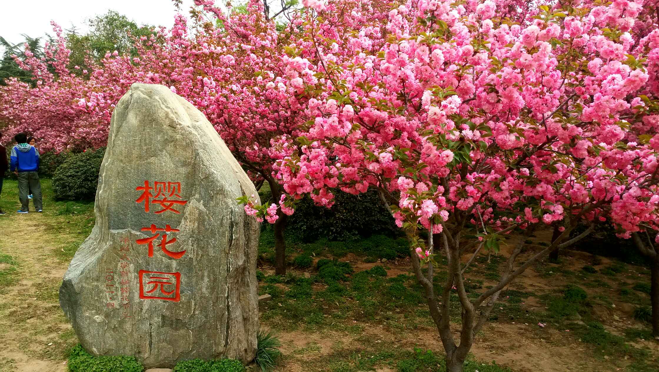【寻春天】郑大樱花