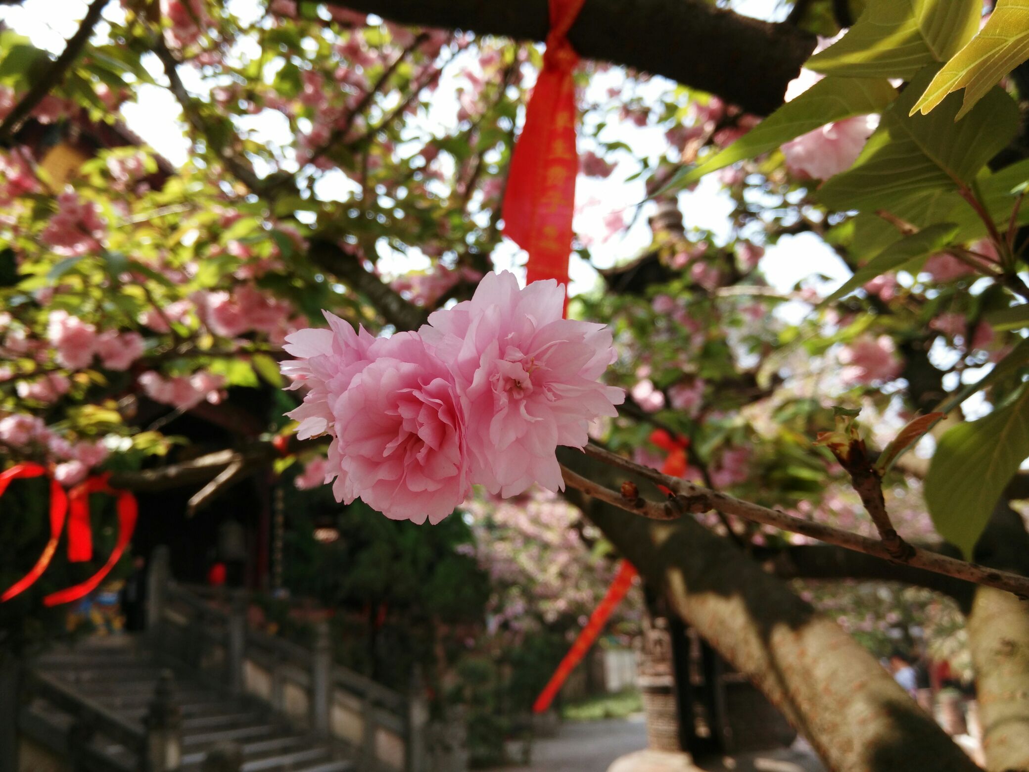樱花与眼泪齐飞_樱花的眼泪