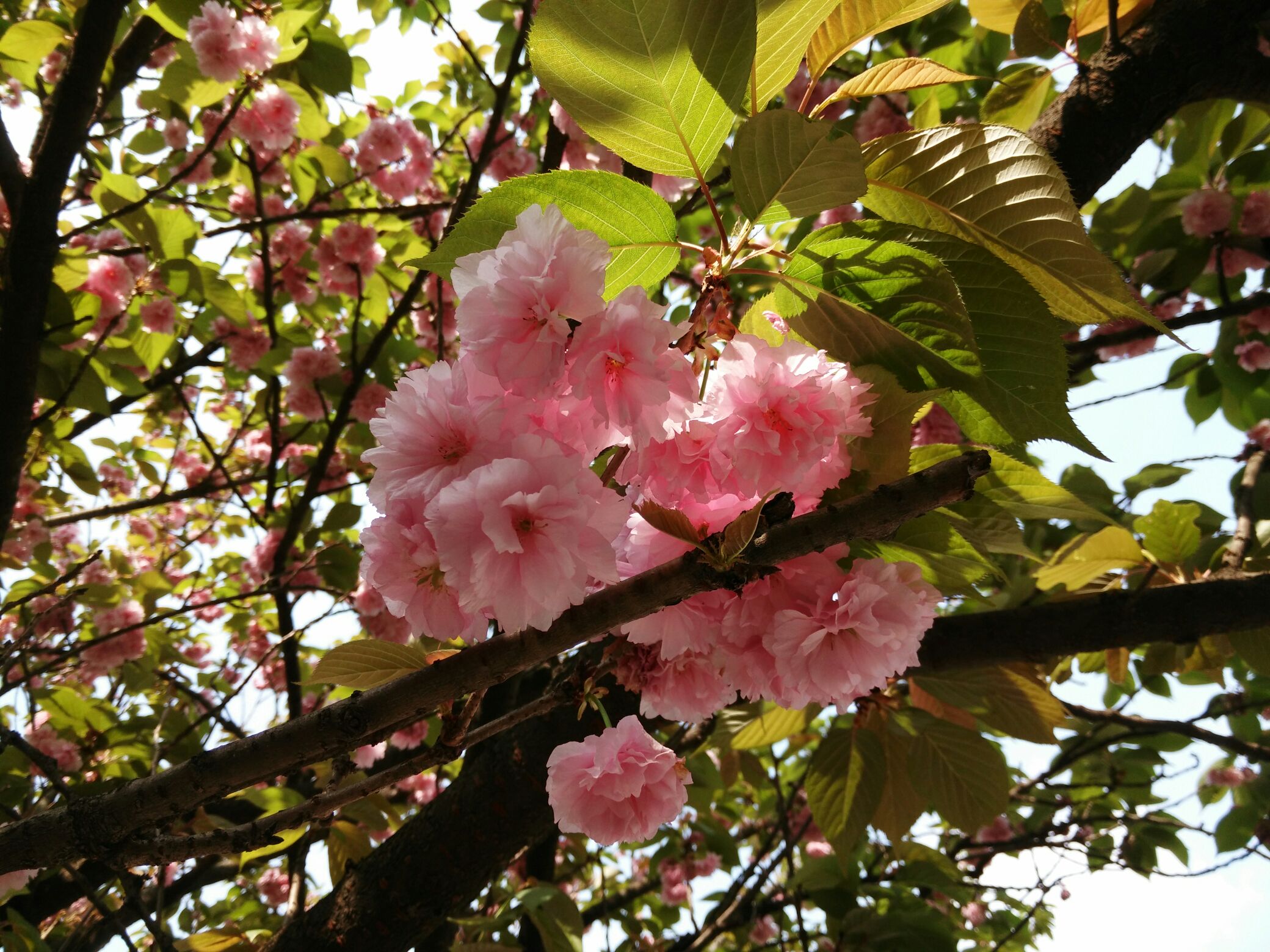 樱花与眼泪齐飞_樱花的眼泪