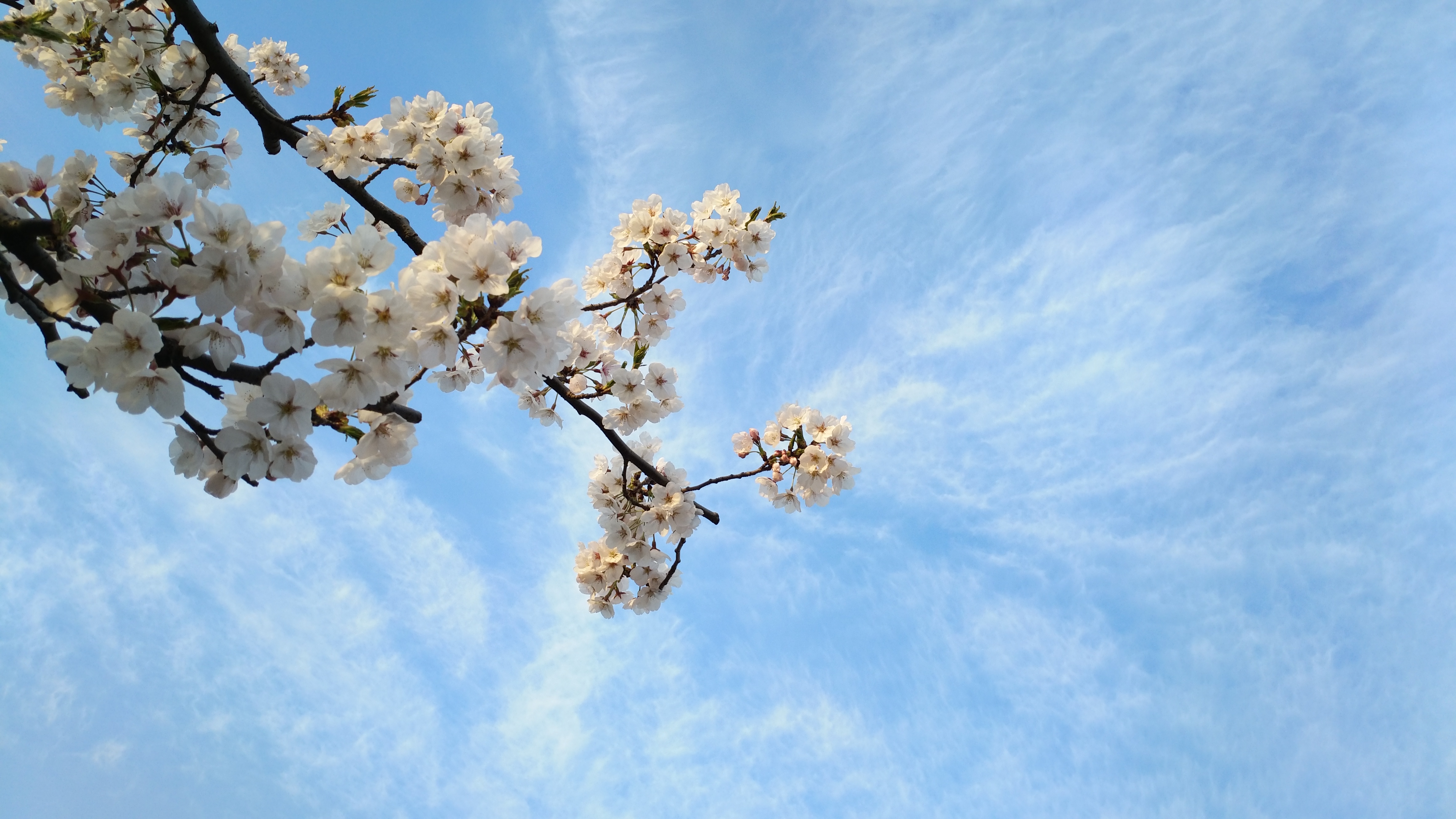 【寻春天】繁花似锦,春意正浓