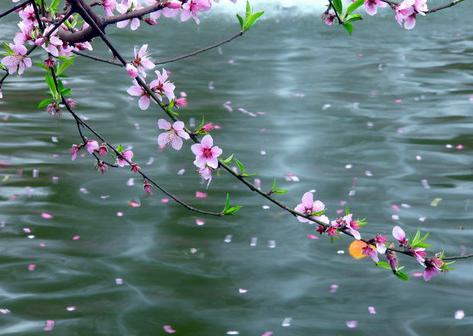 唯美古风句子,一场烟雨落花伤