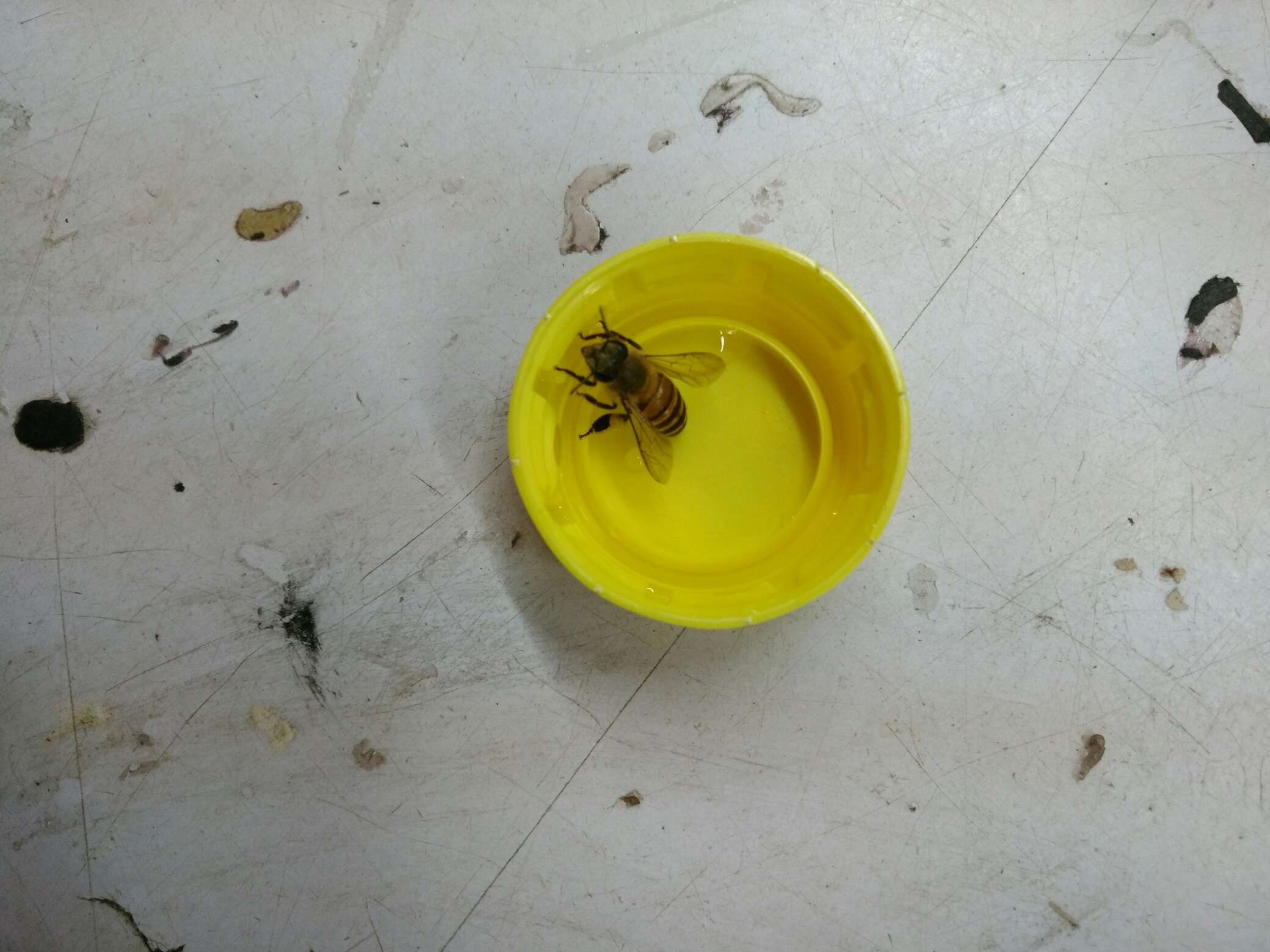 一同事说蜜蜂会咬人