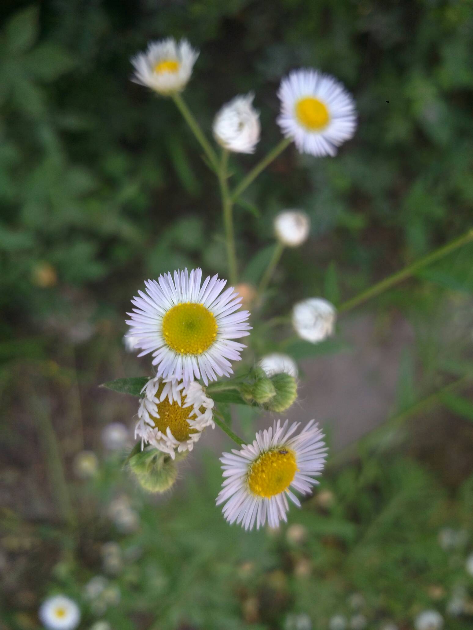 小菊花