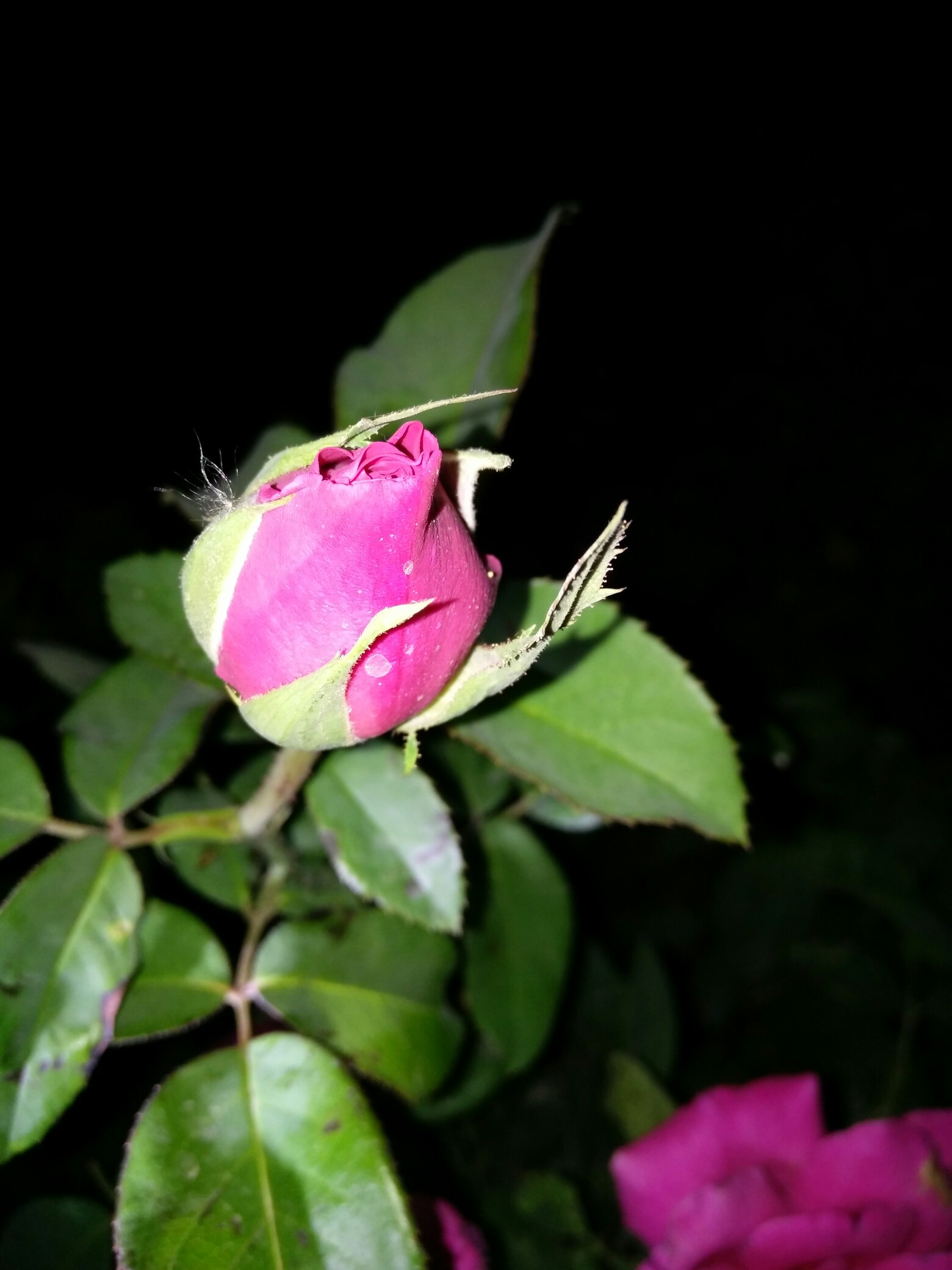 夜间拍摄,家里菜地里的有机蔬菜和花