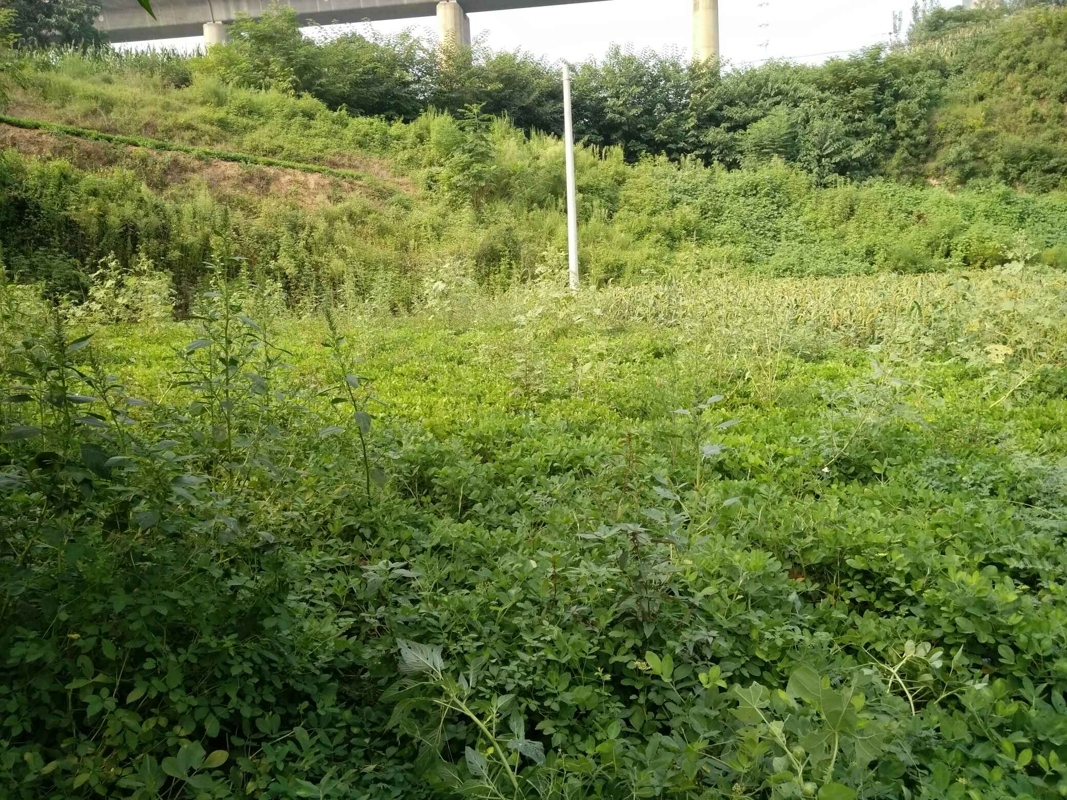 田间地头