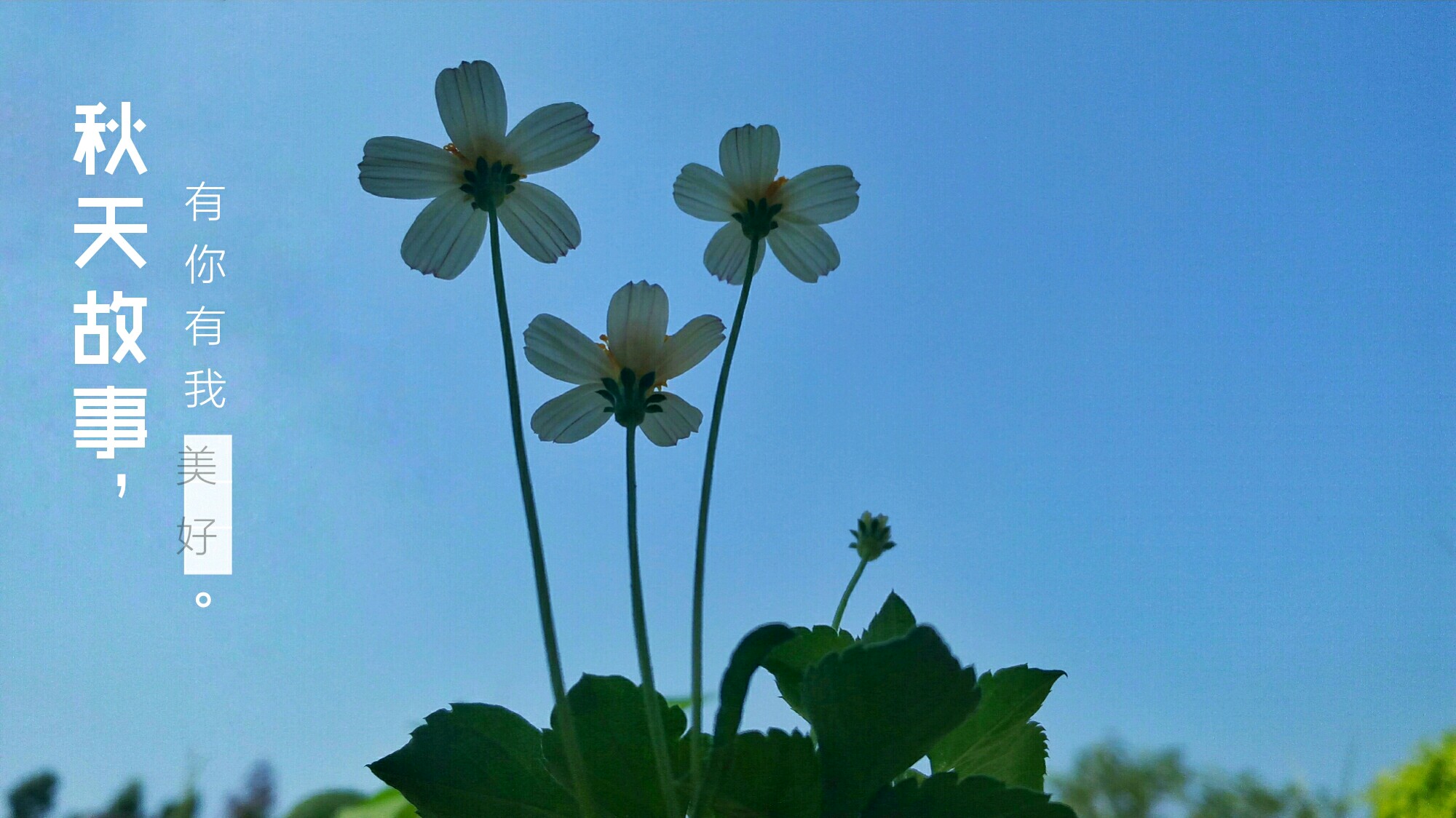 【夏日随手拍】淡淡时光,似水流年