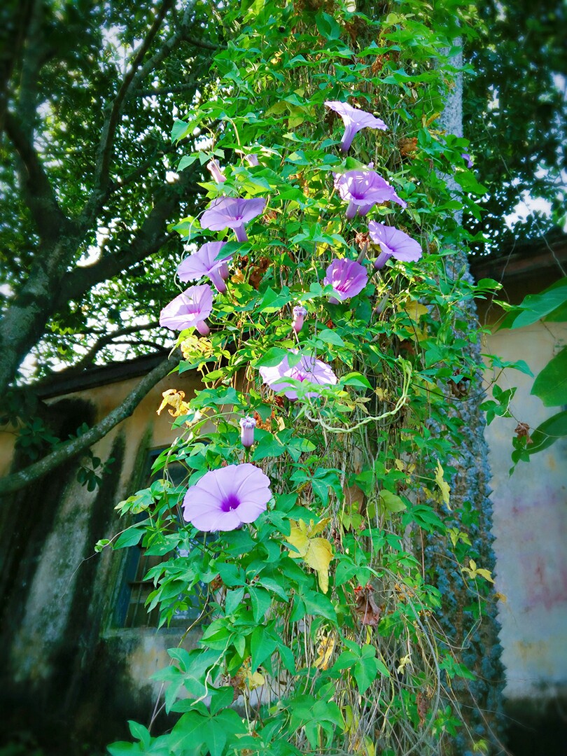 牵牛花又称夕颜花