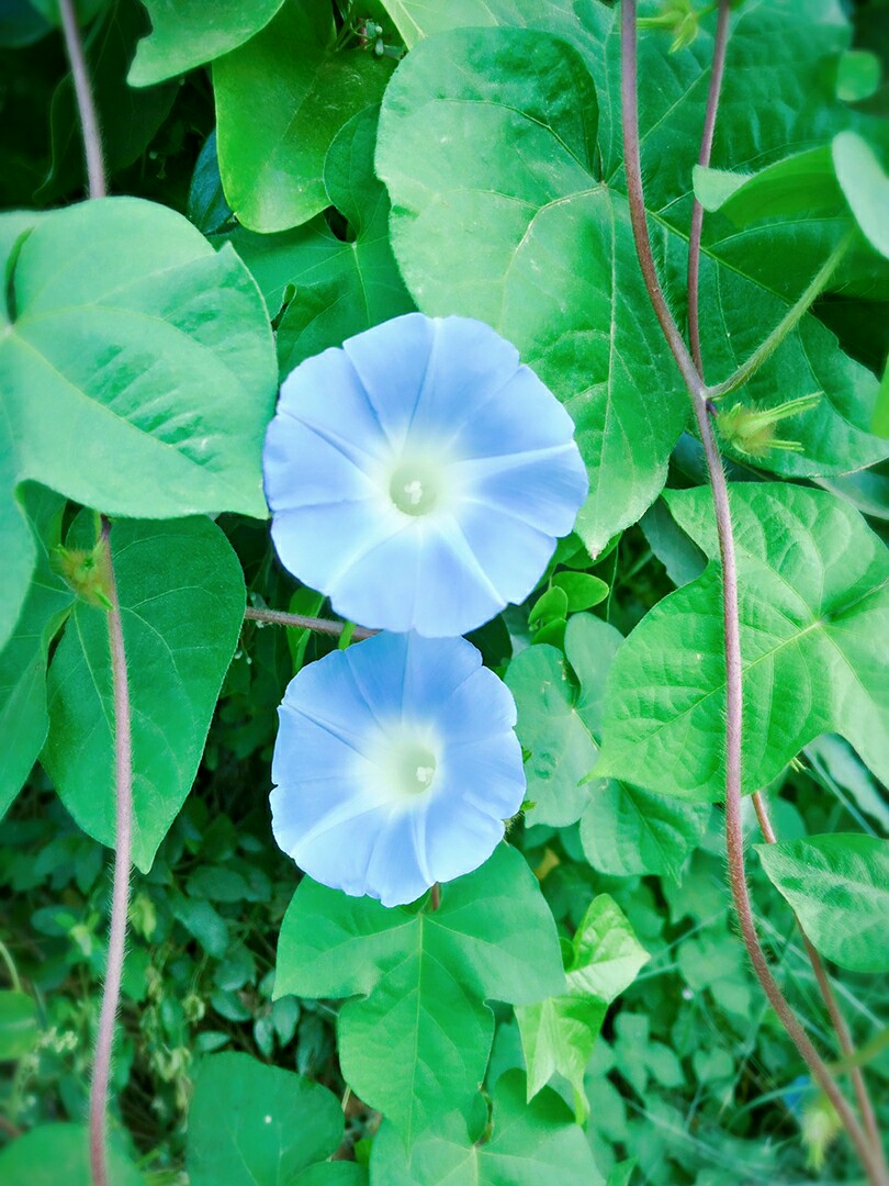 牵牛花又称夕颜花