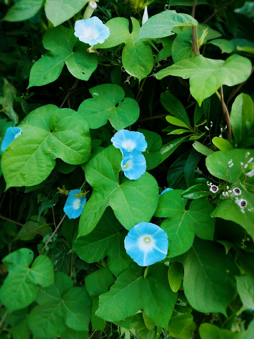 牵牛花又称夕颜花