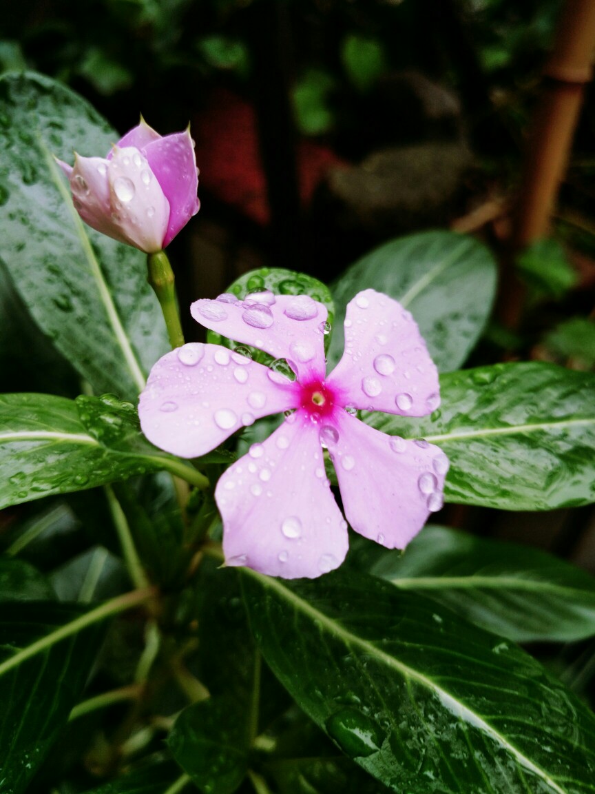 雨后花草更清新