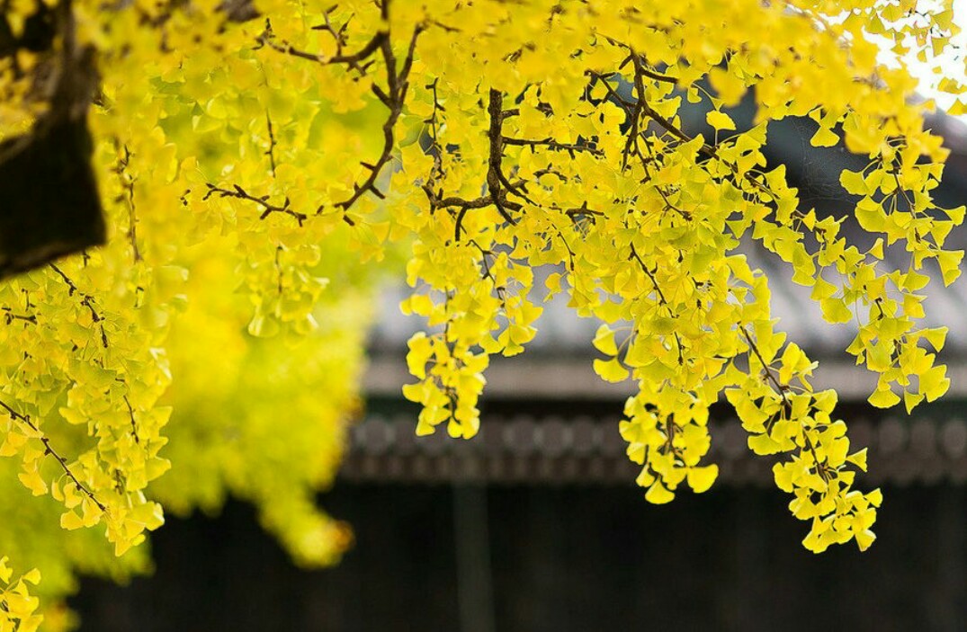 做人,要有人格底线-第5页-V粉家园-vivo智能手