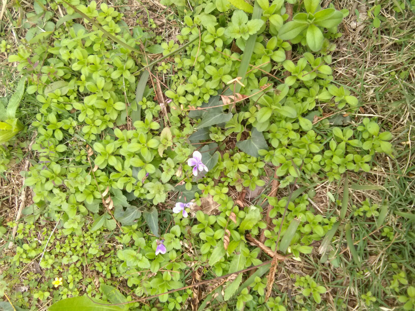 紫菜花朵与树舌灵芝和《地耳菜》