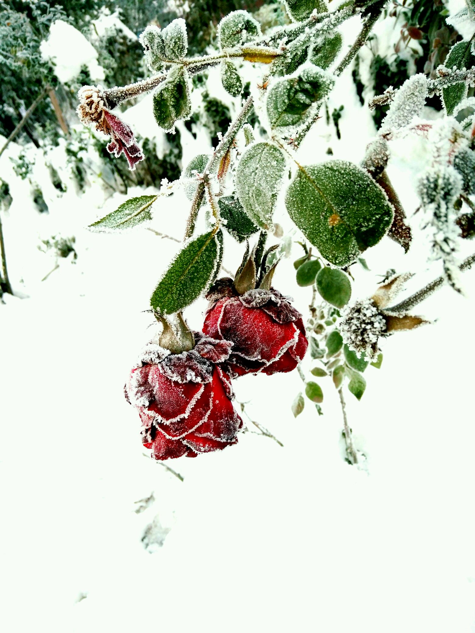 冰川玫瑰 - 堆糖，美图壁纸兴趣社区