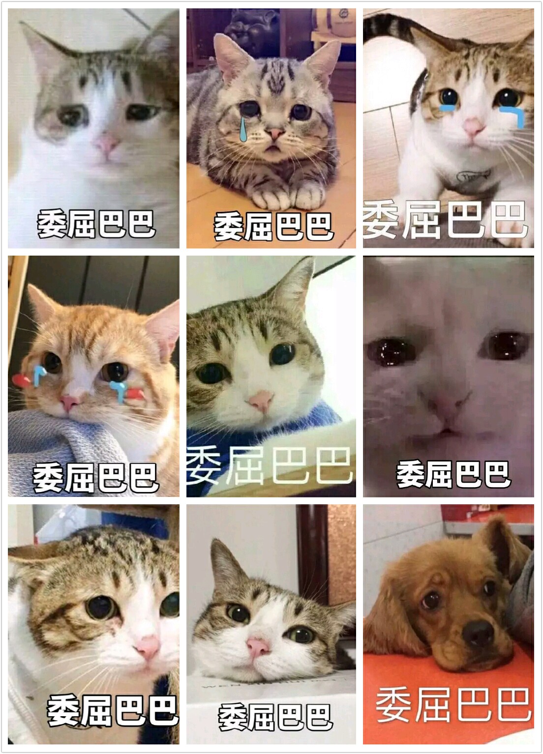 【v粉表情包】委屈巴巴