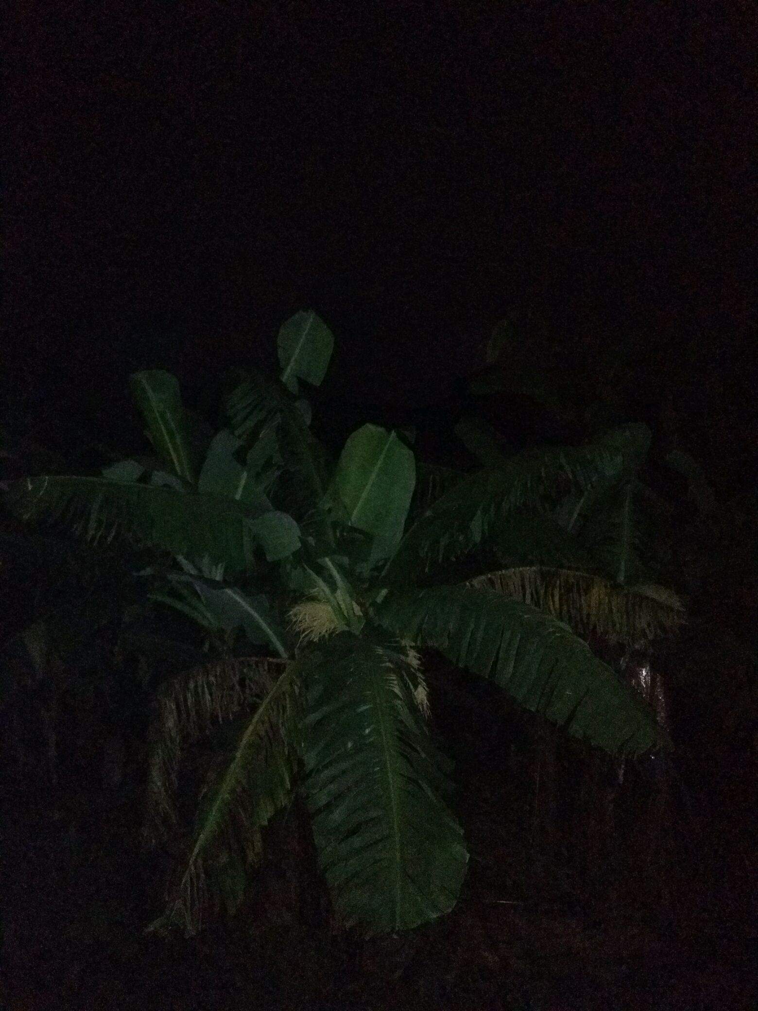 农村的夜晚