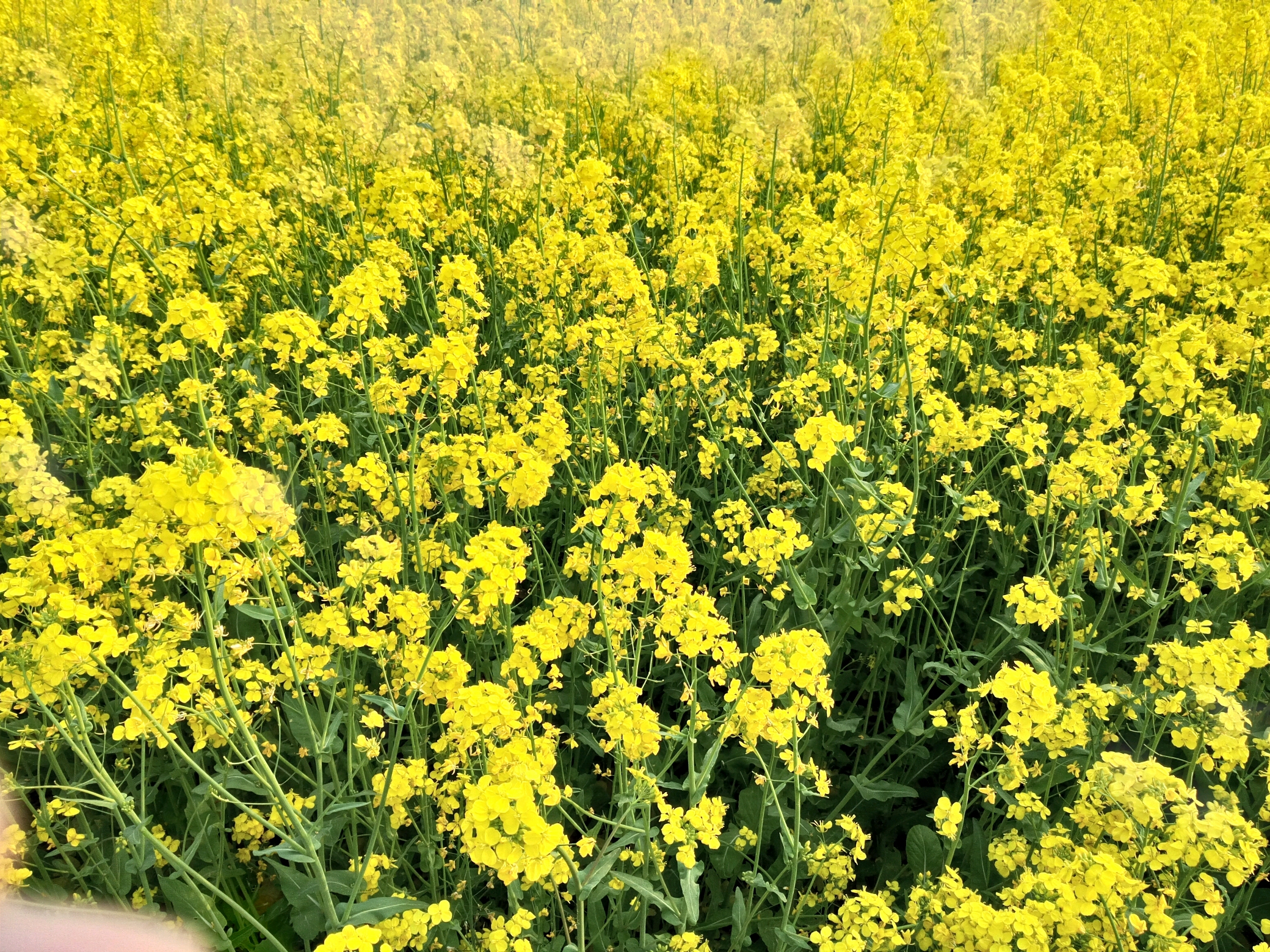 油菜花图片