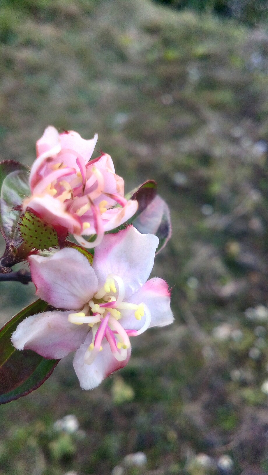 不聚不遇-手机摄影-vivo智能手机V粉社区