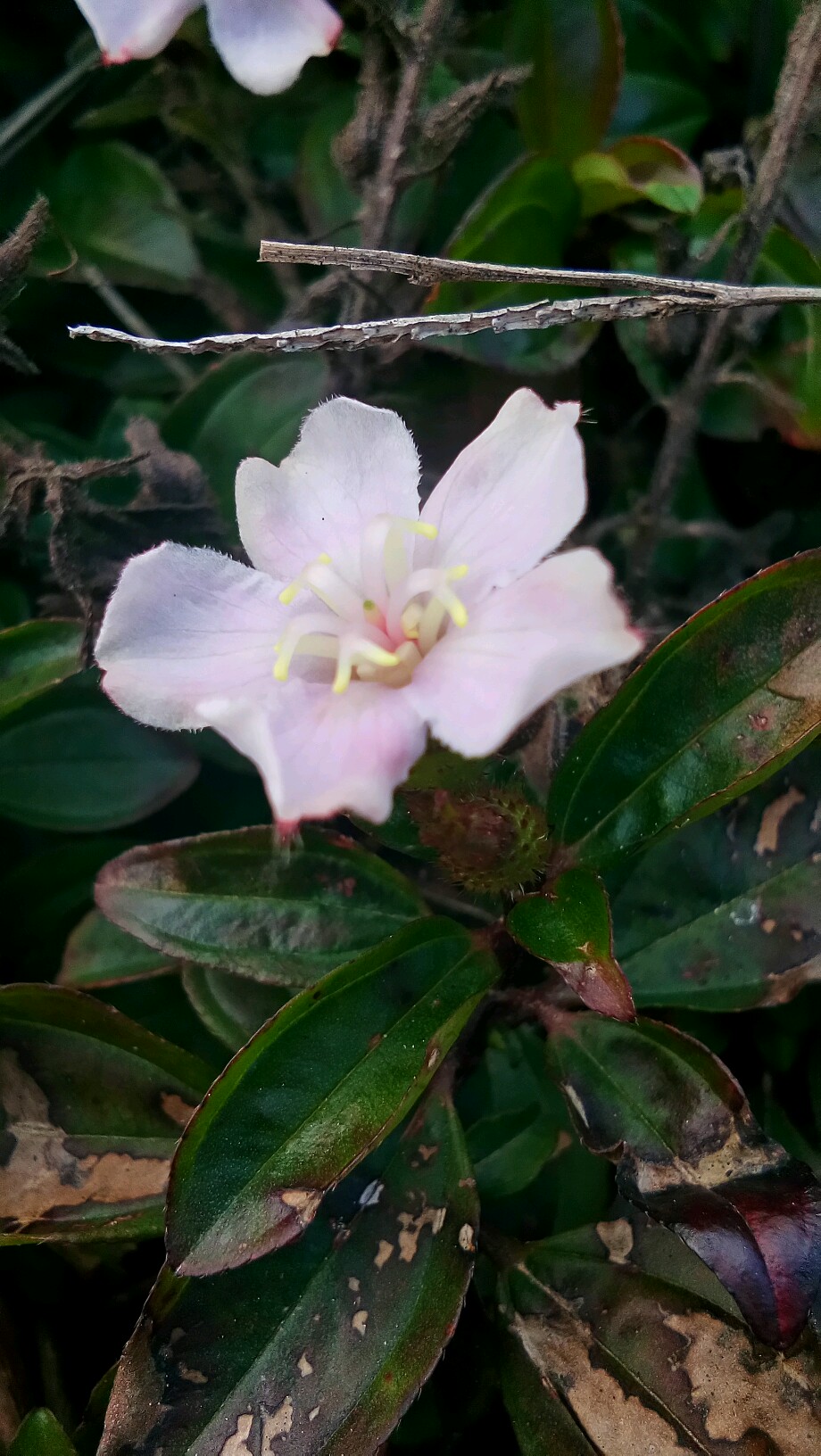 不聚不遇-手机摄影-vivo智能手机V粉社区