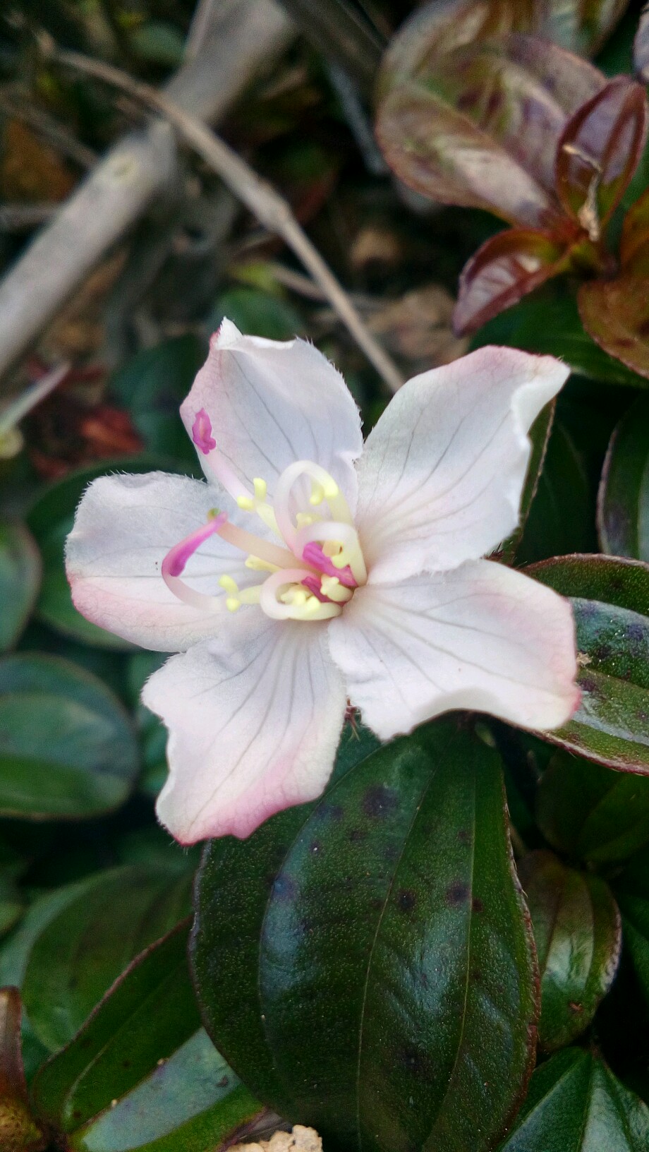 不聚不遇-手机摄影-vivo智能手机V粉社区