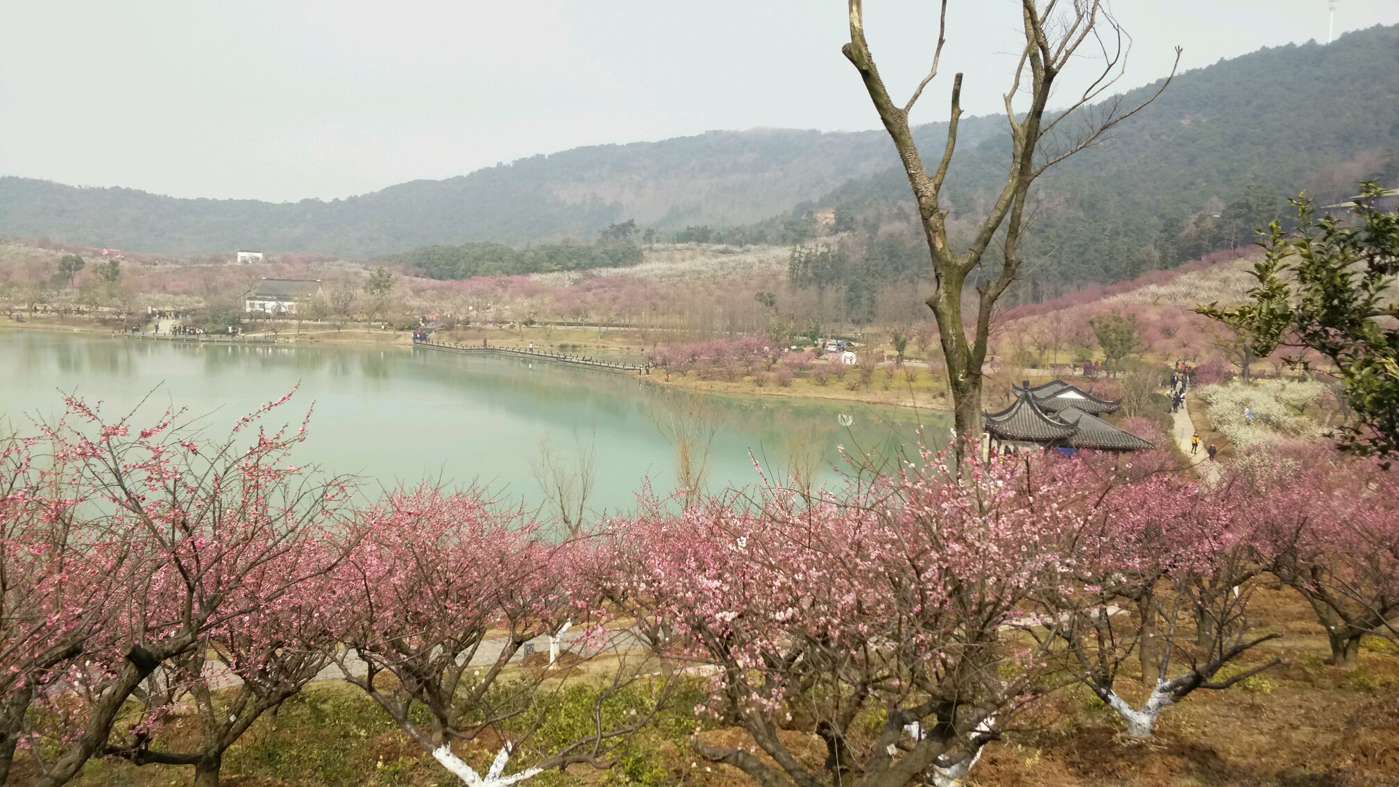 星期天休息去张家港香山风景区梅园.