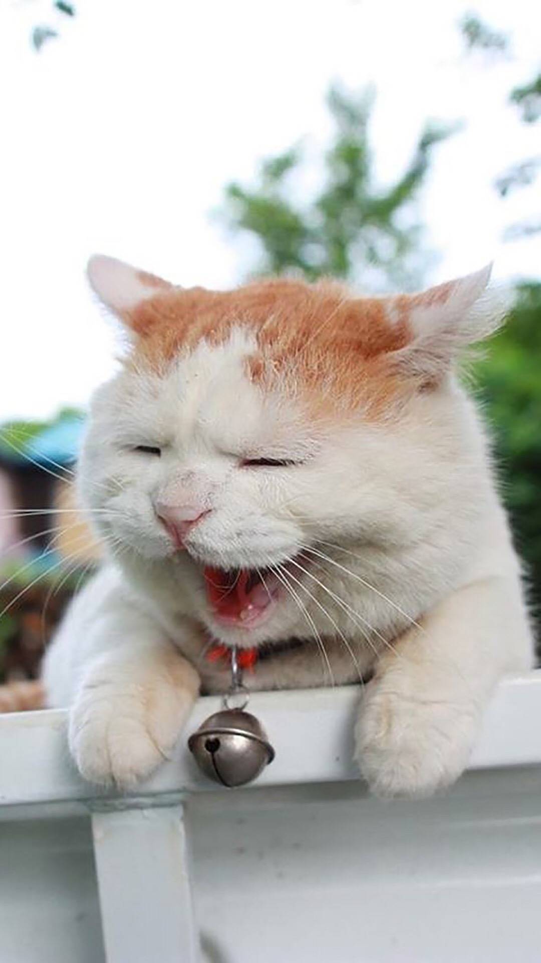 一人一首你最爱的歌,来接上吧!-V粉家园-vivo智