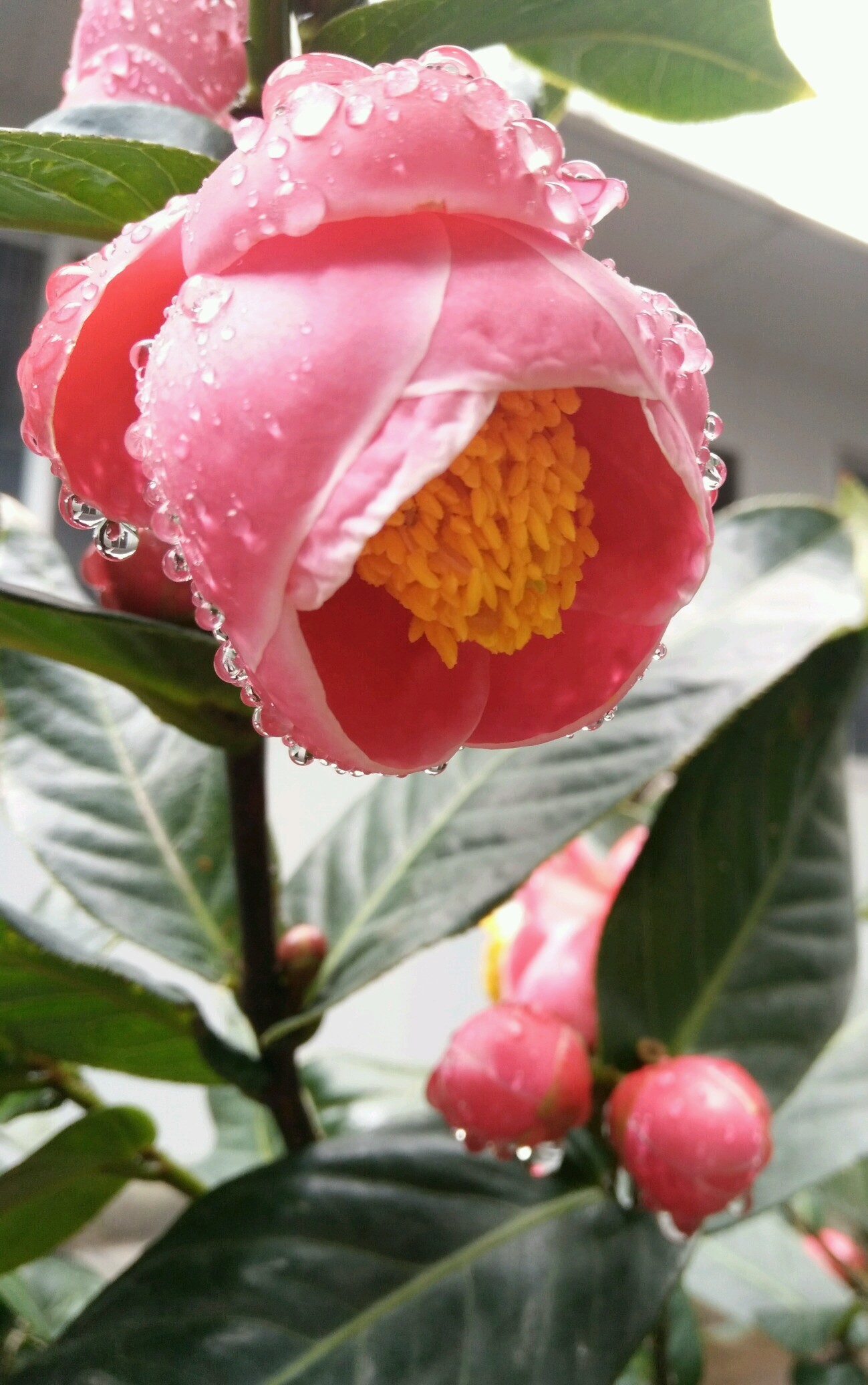 雨后露珠打在花儿上