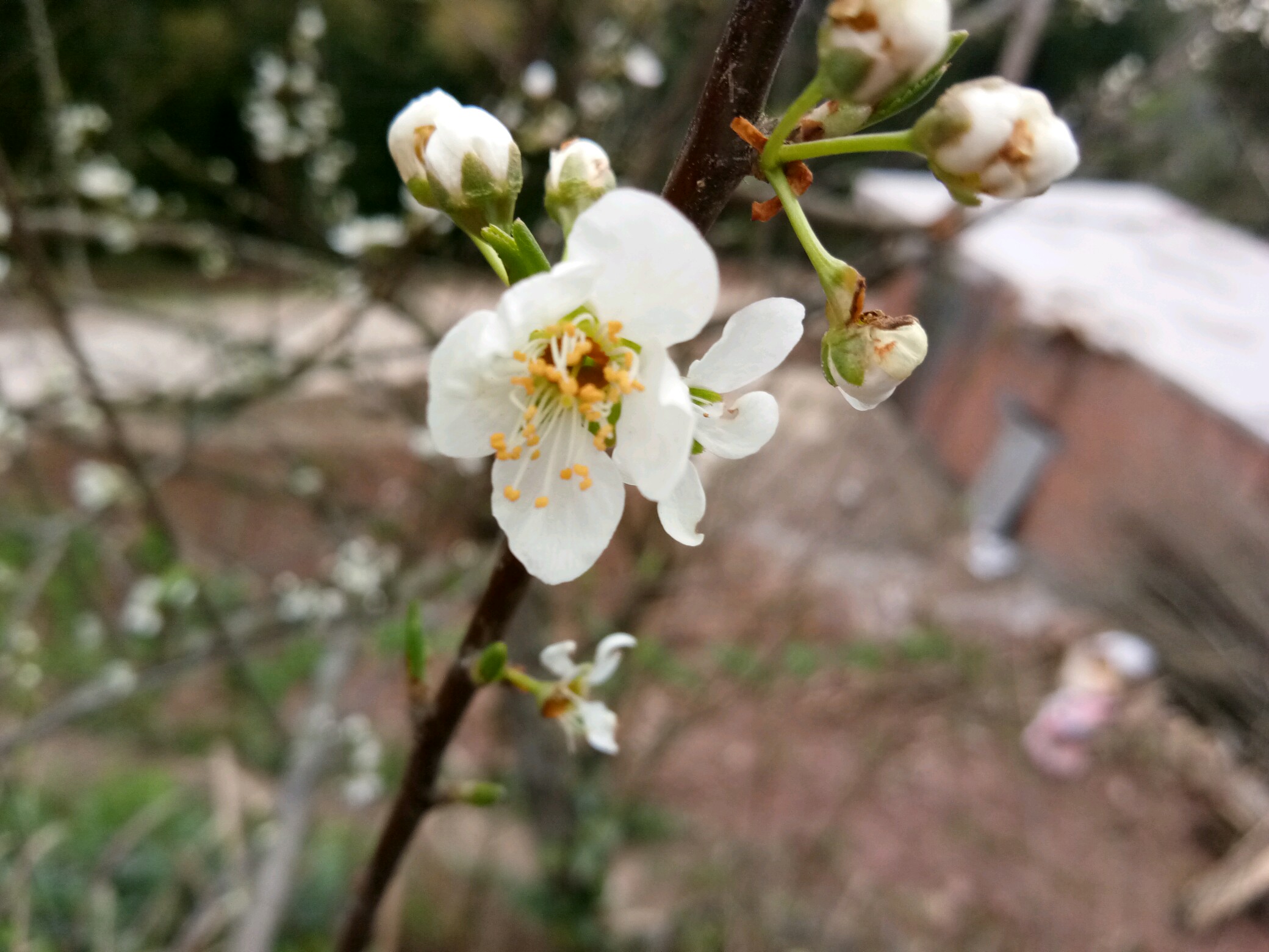 李花压满枝