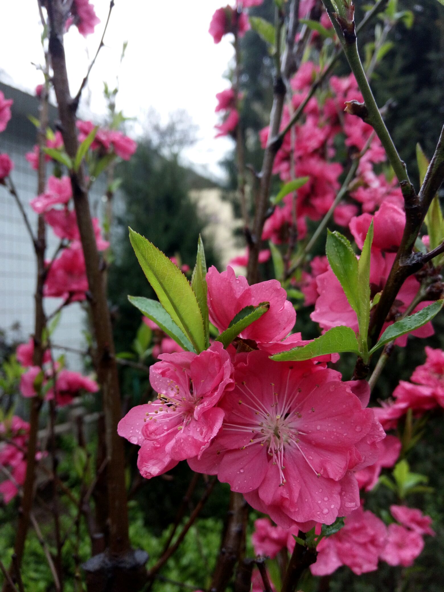 春花带雨