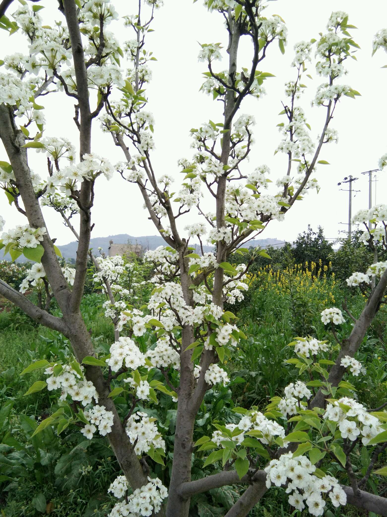 桃花 梨花