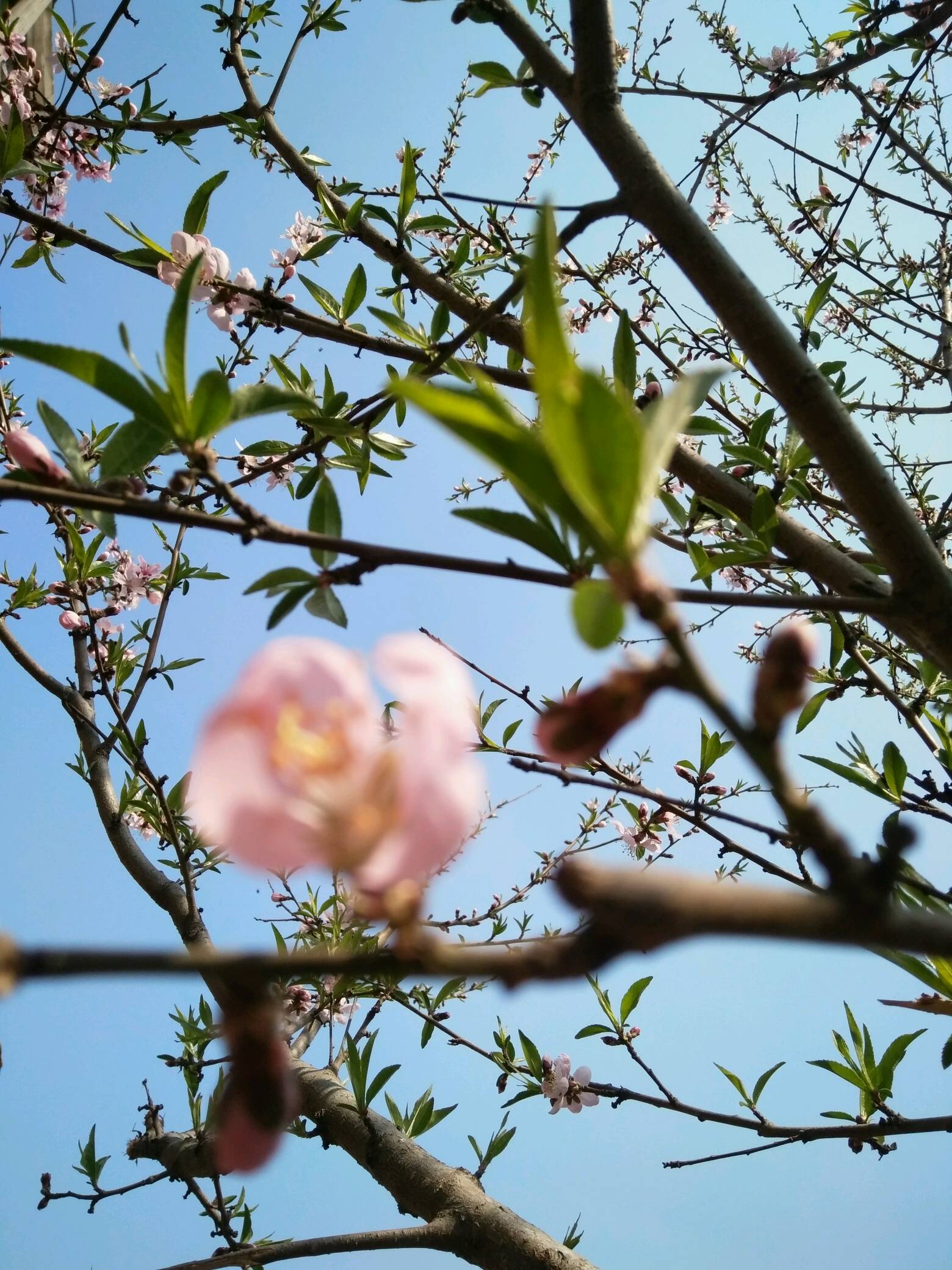 桃李芬芳