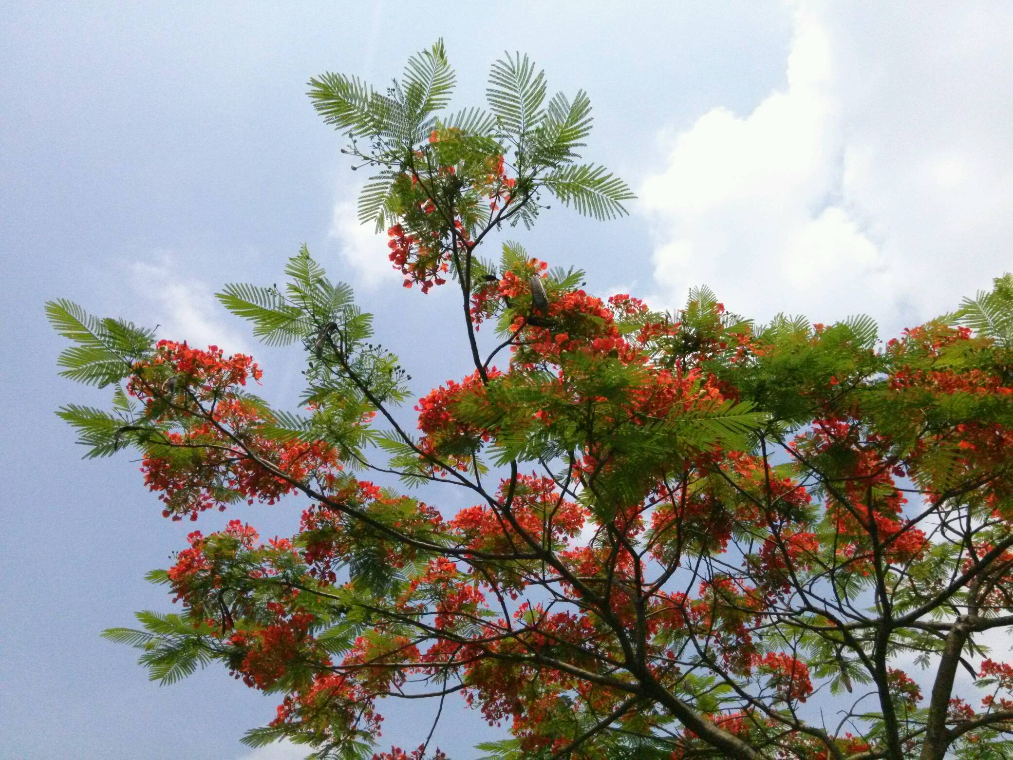 端午节凤凰花盛开