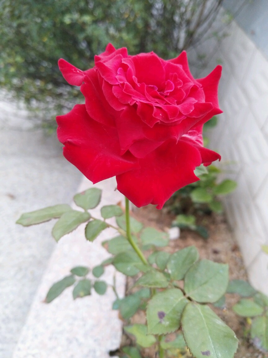 这是一束受伤的玫瑰花