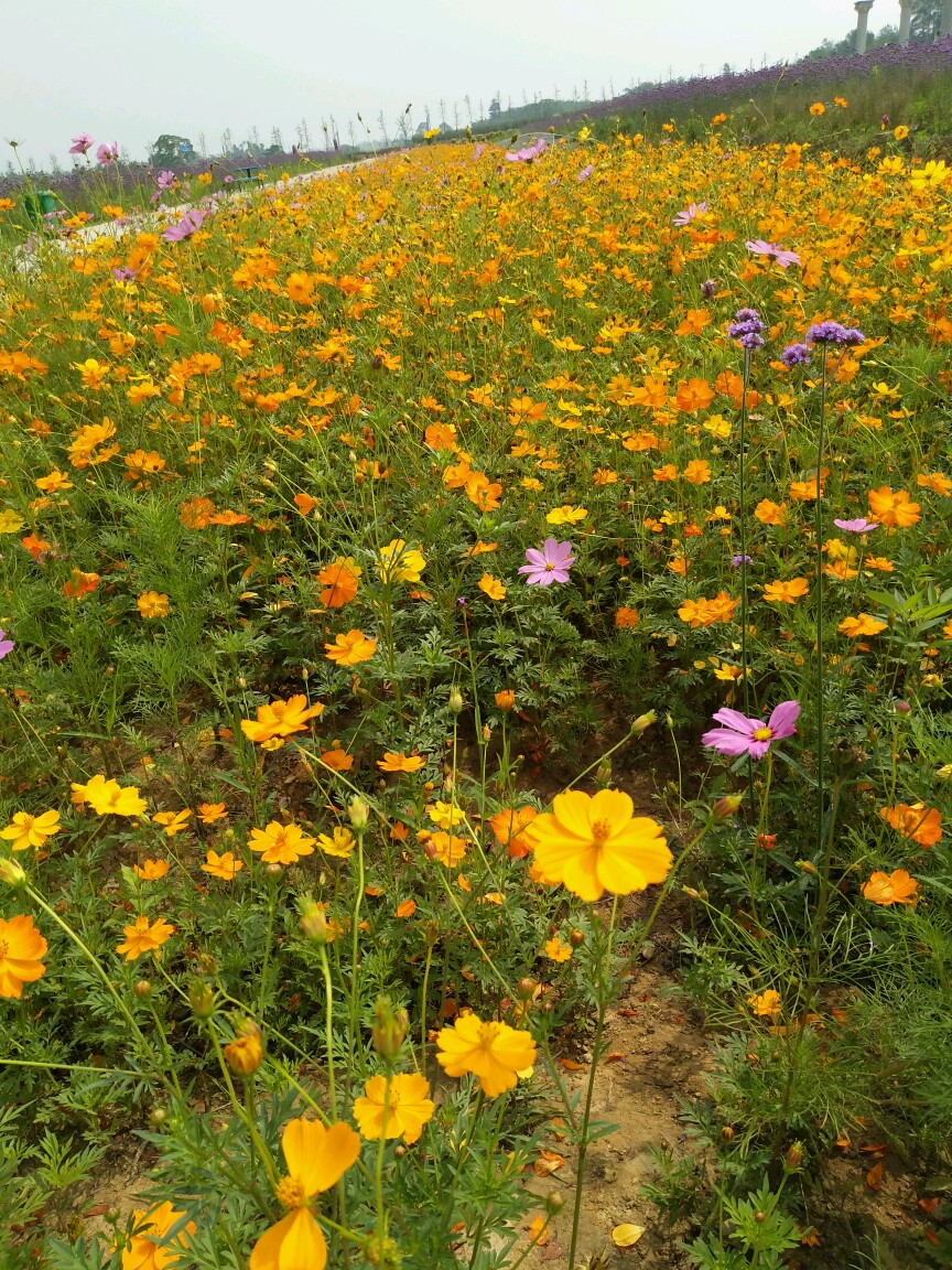 六安南山花海