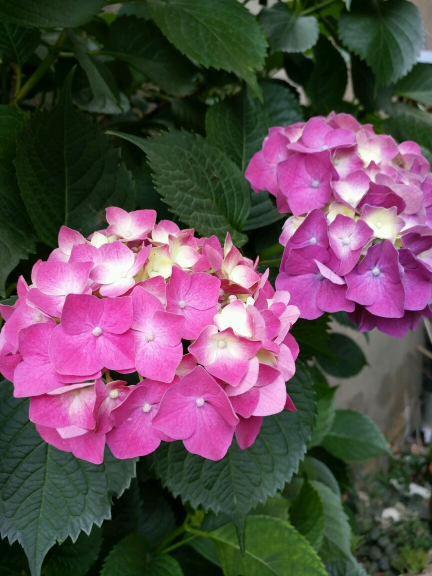 花舞 钢琴谱 久石让