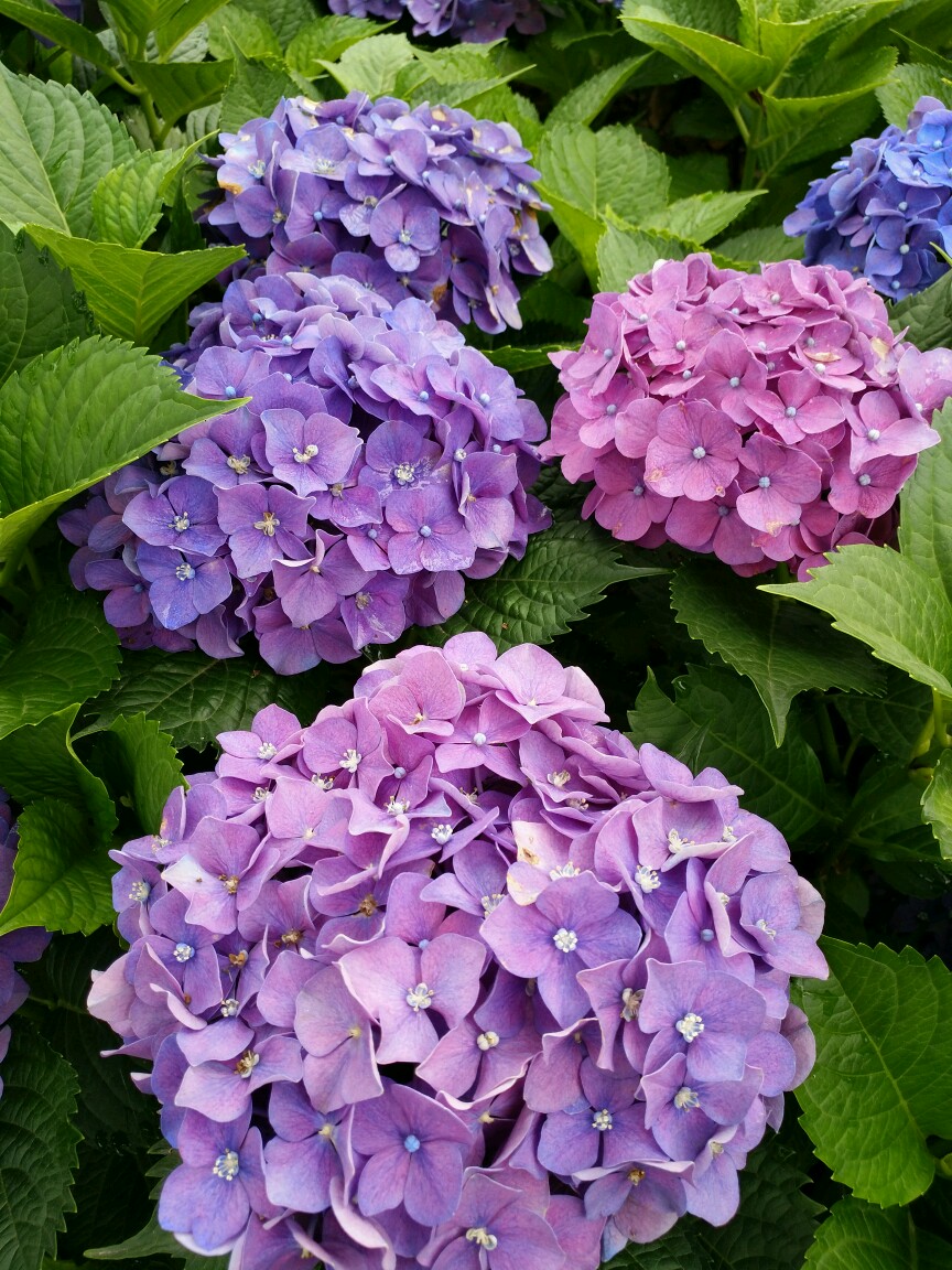 花舞 钢琴谱 久石让
