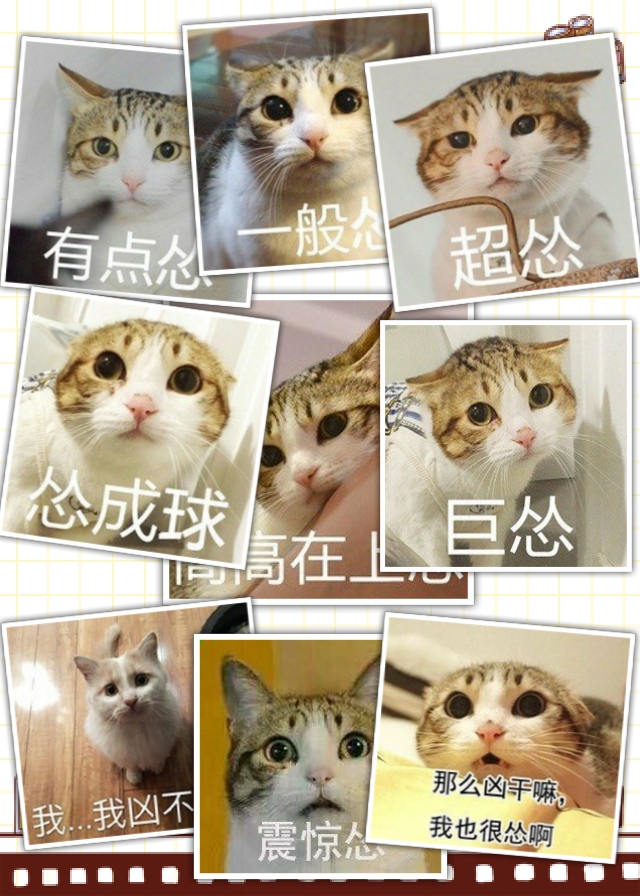 【v粉表情包】萌猫,各种怂