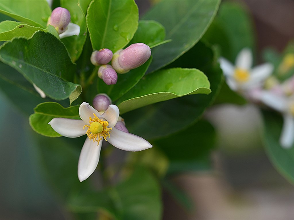 v粉壁纸白色柠檬花高清壁纸