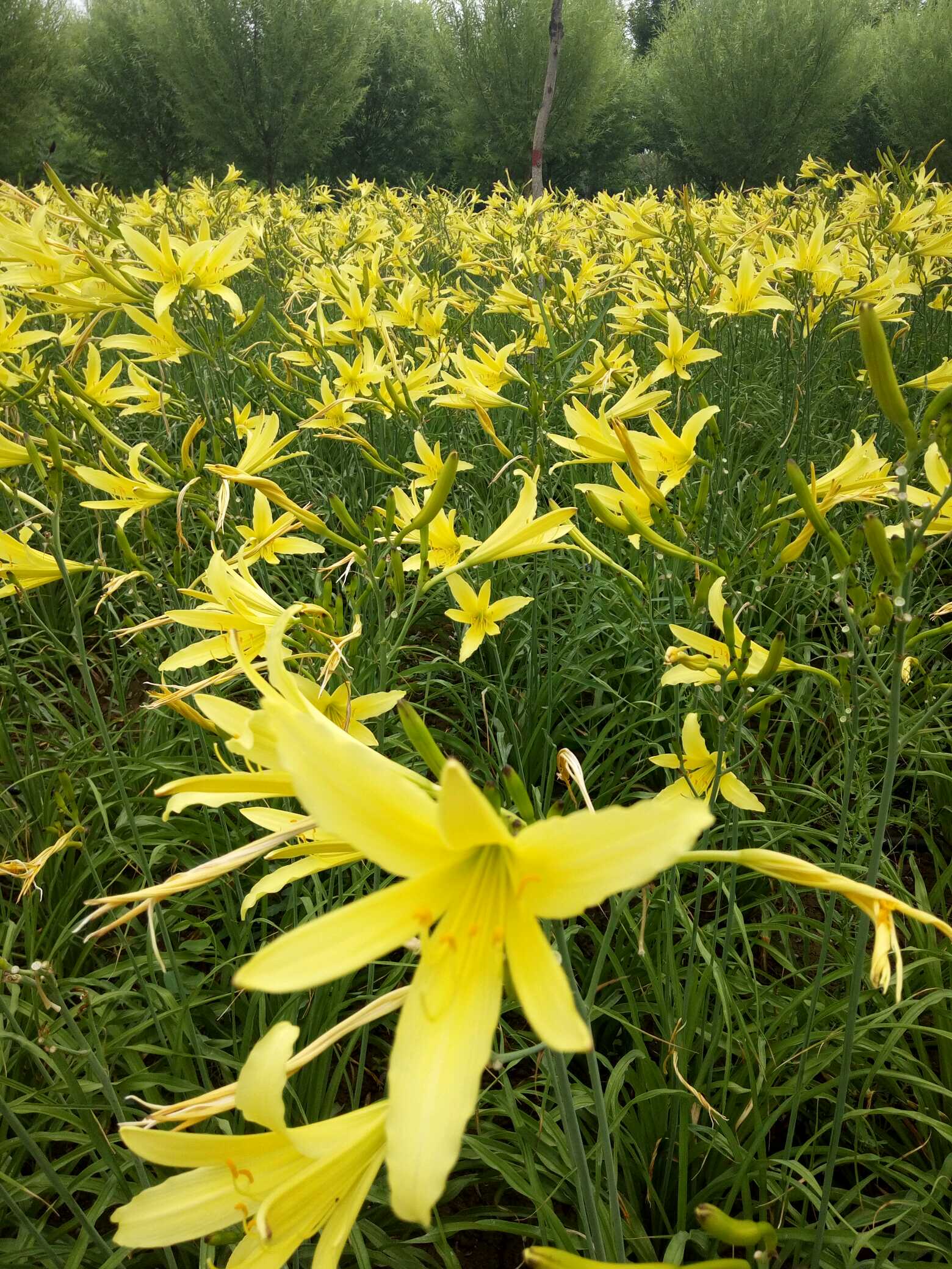 黄花菜