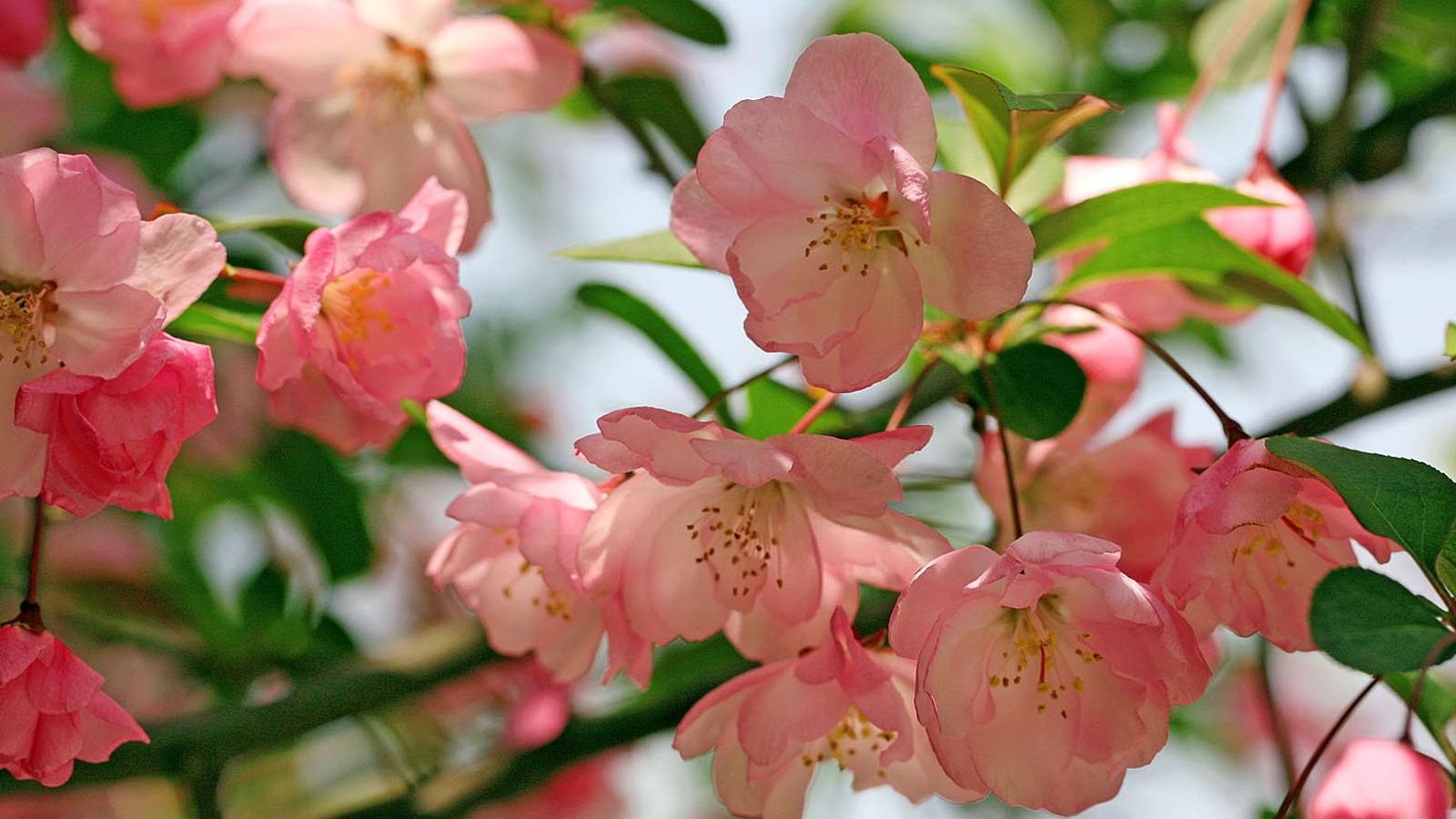 【v粉壁纸】海棠花桌面高清壁纸